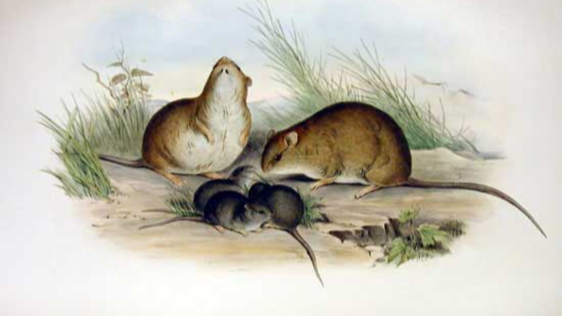 1. Melomys