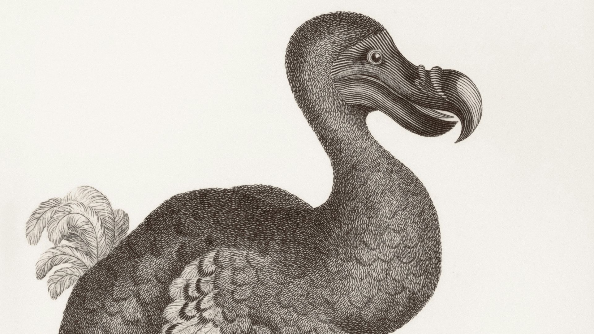 20 animaux qui ont été déclarés éteints au cours des 10 dernières années