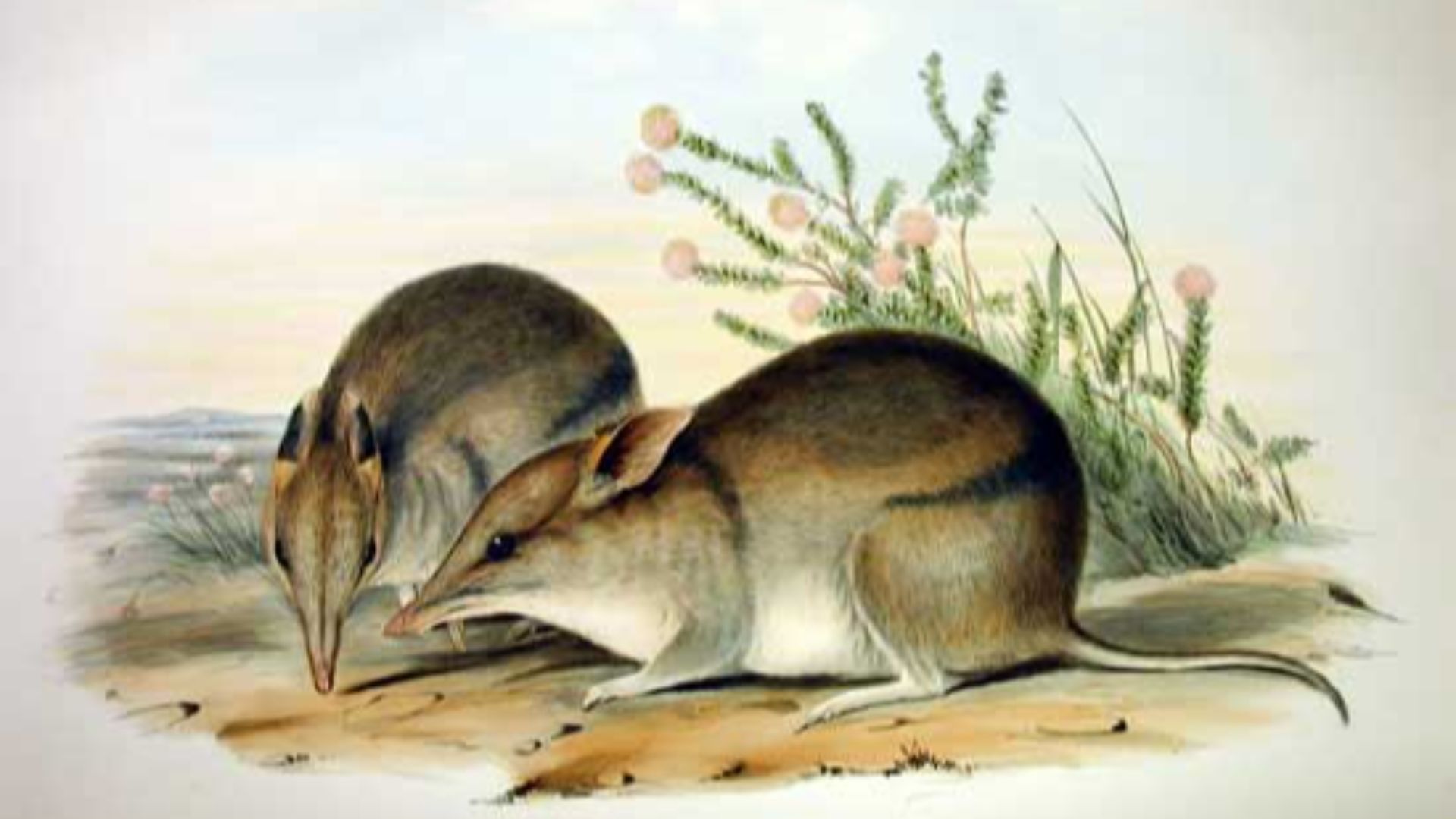 3. Bandicoot des marais