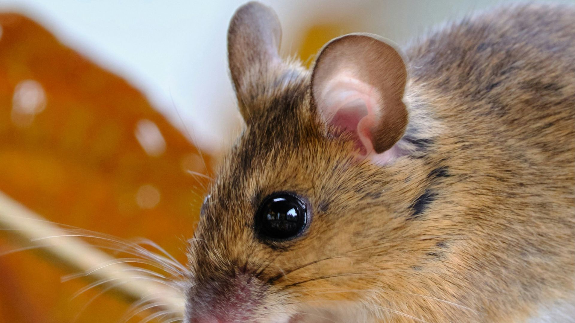 4. Souris à longues oreilles