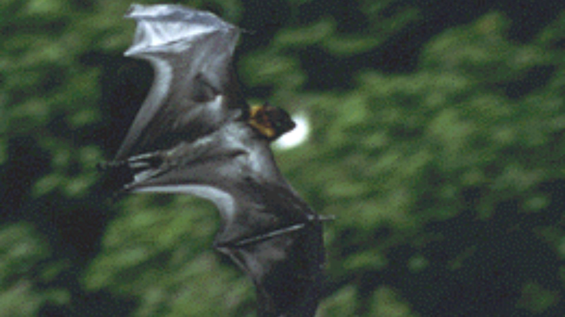 5. Petite chauve-souris frugivore des Mariannes