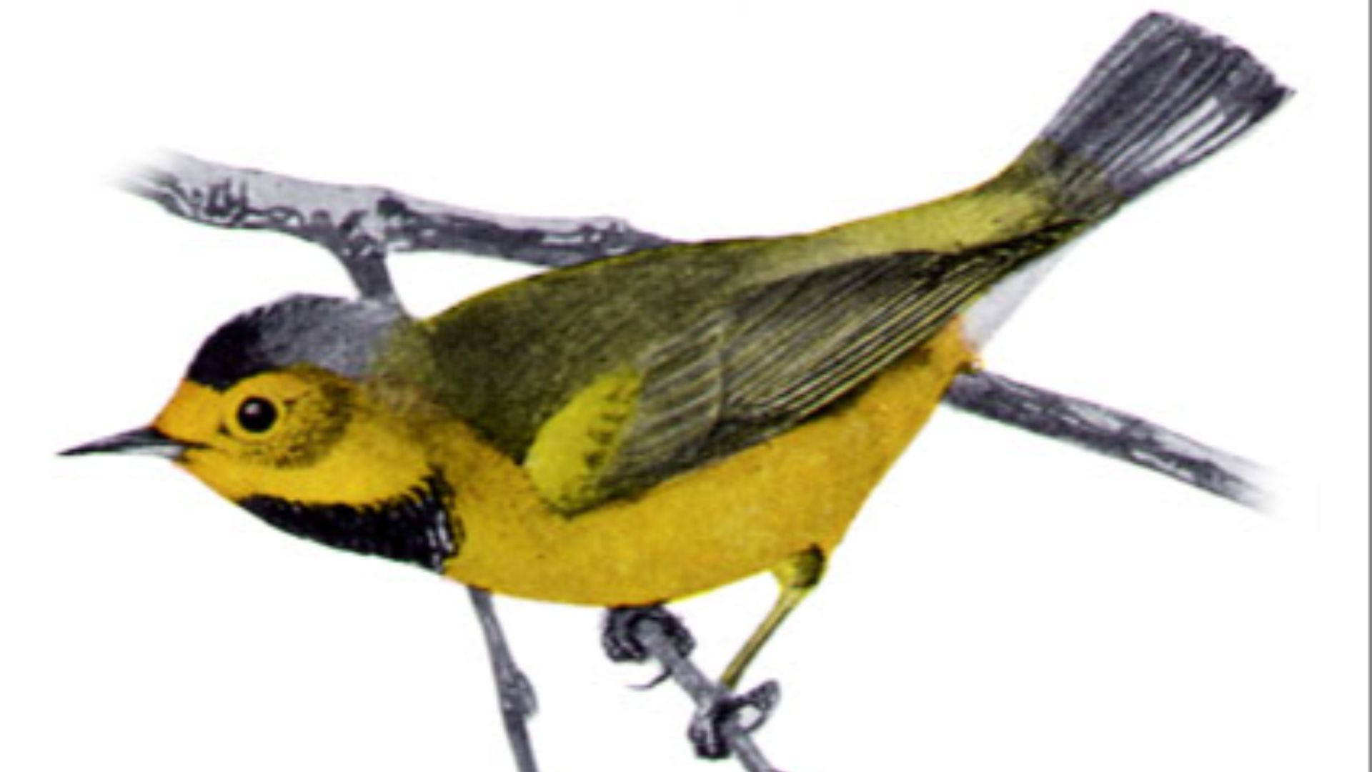 7. La paruline de Bachman