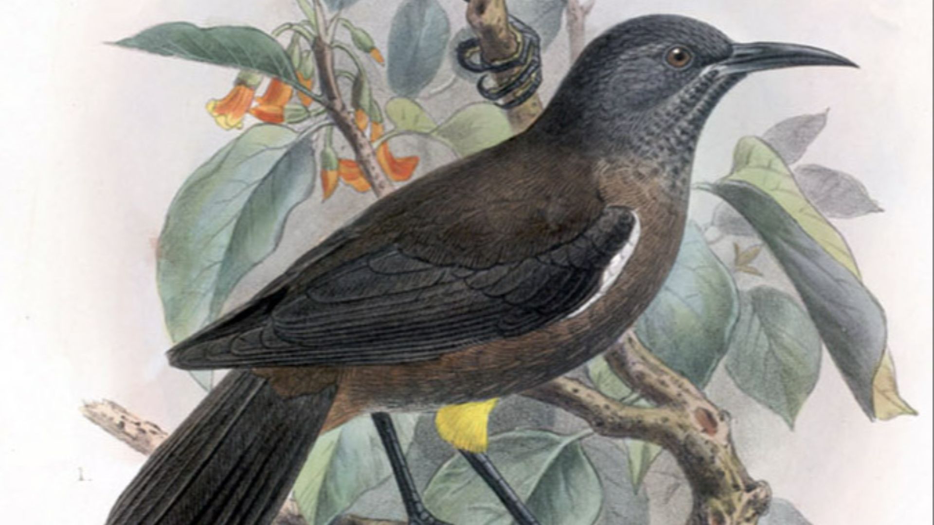 9. Kauaʻi ʻŌʻō