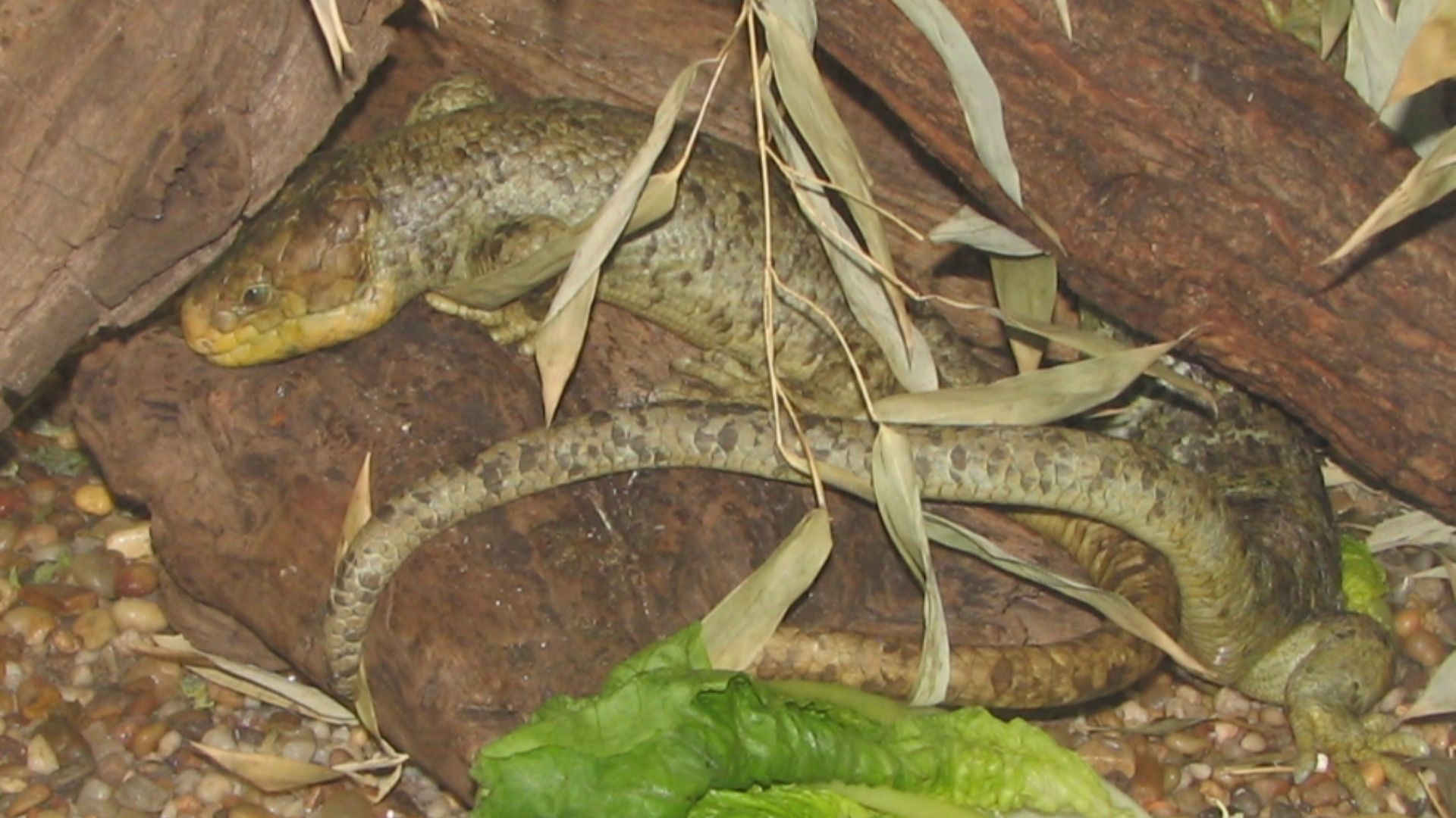 18. Lézard géant de la Réunion