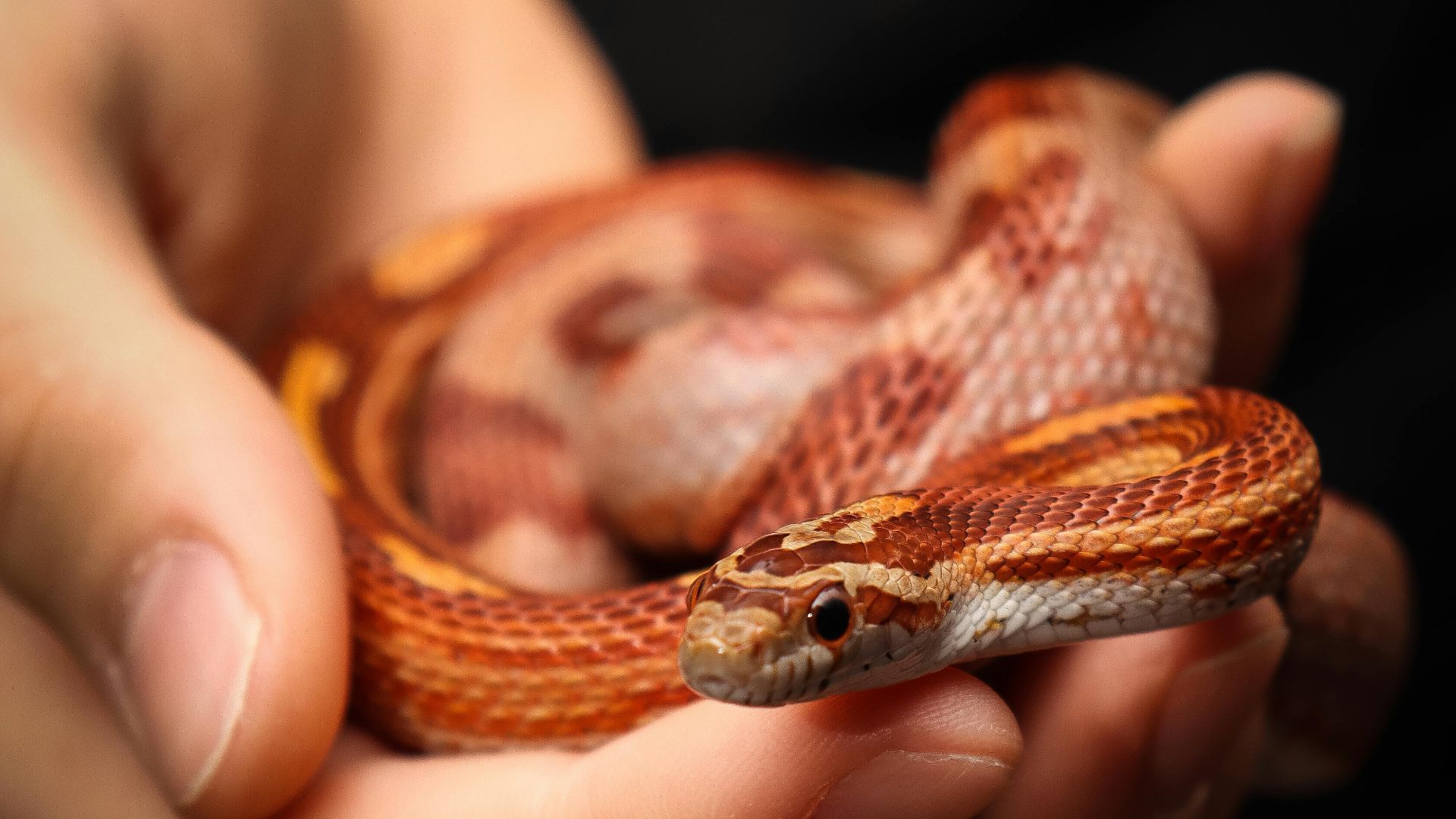 17. Coureur de la Barbade