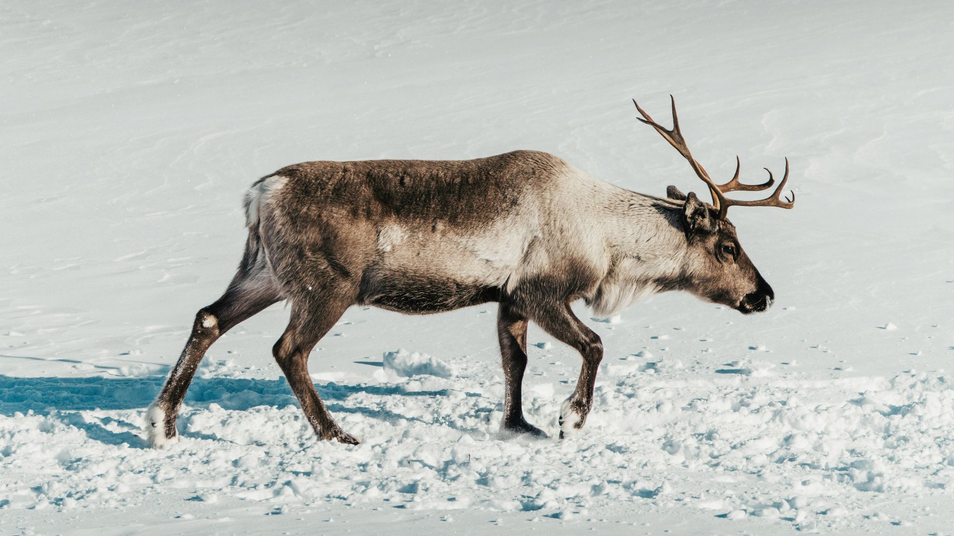 6. Connaissance insuffisante des habitudes de la faune locale