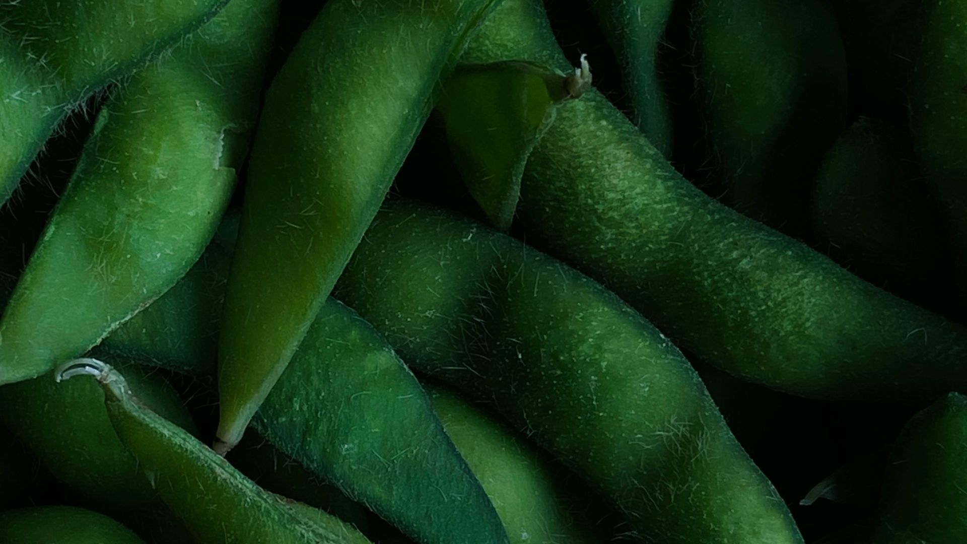 16. Grand fessier - Edamame
