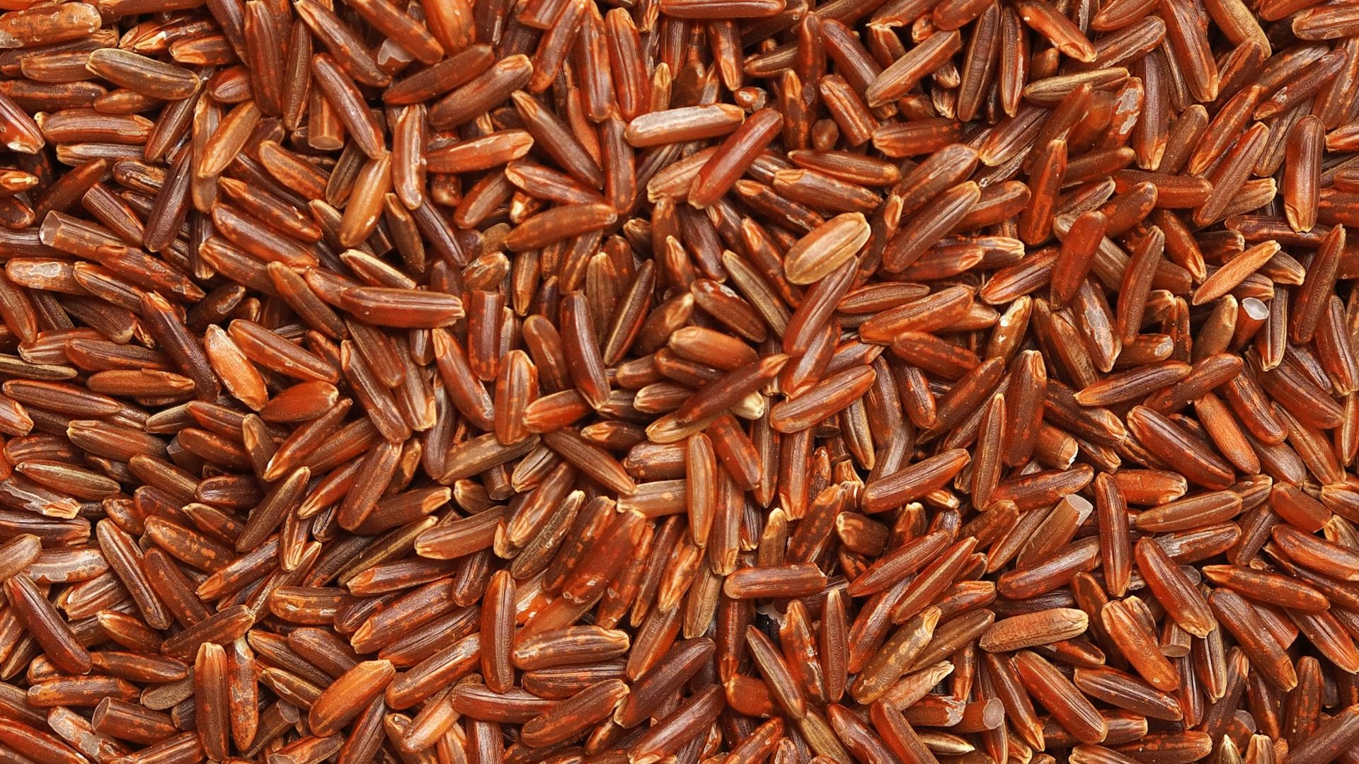 15. Quadriceps - Riz brun