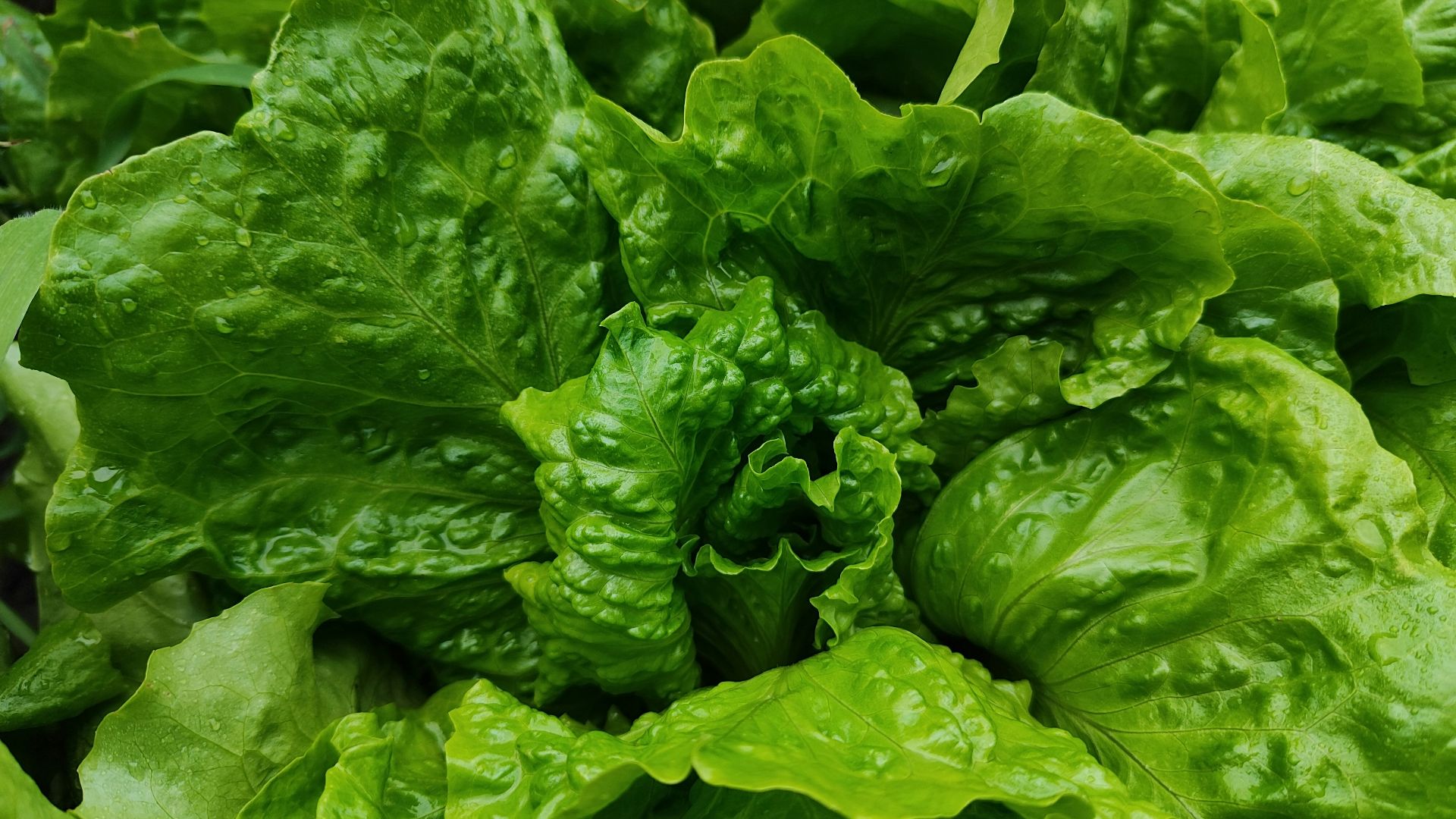 2. Laitue romaine