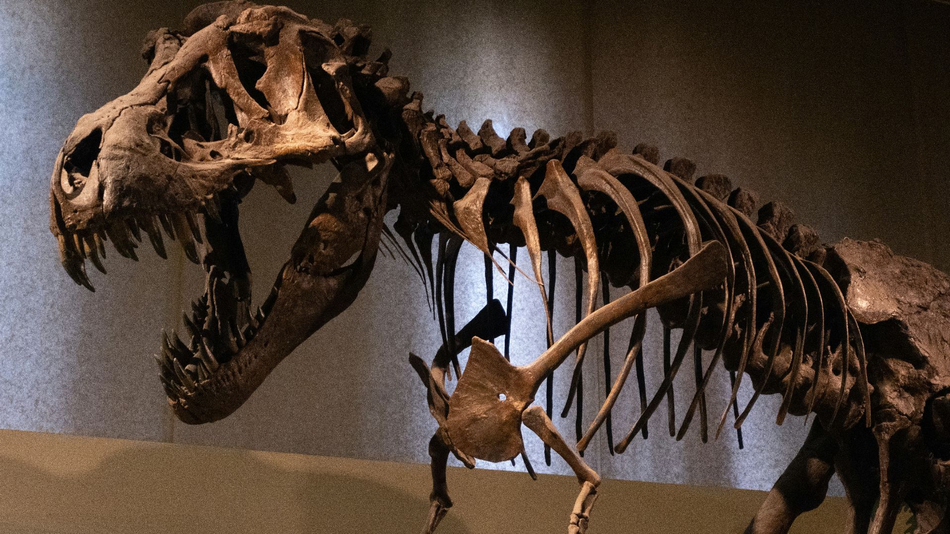 Les 20 régions du monde où l’on trouve le plus d’ossements de dinosaures