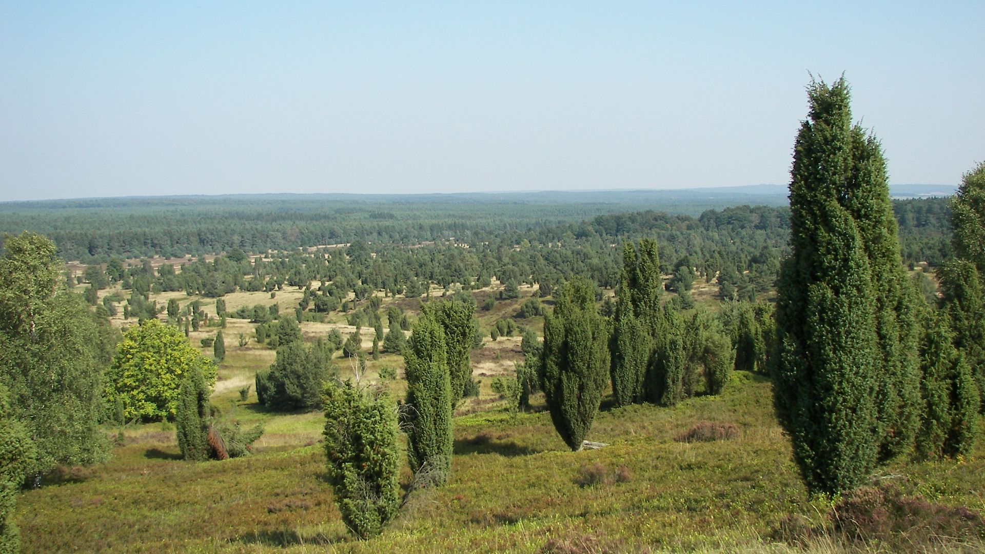7. La lande de Lunebourg