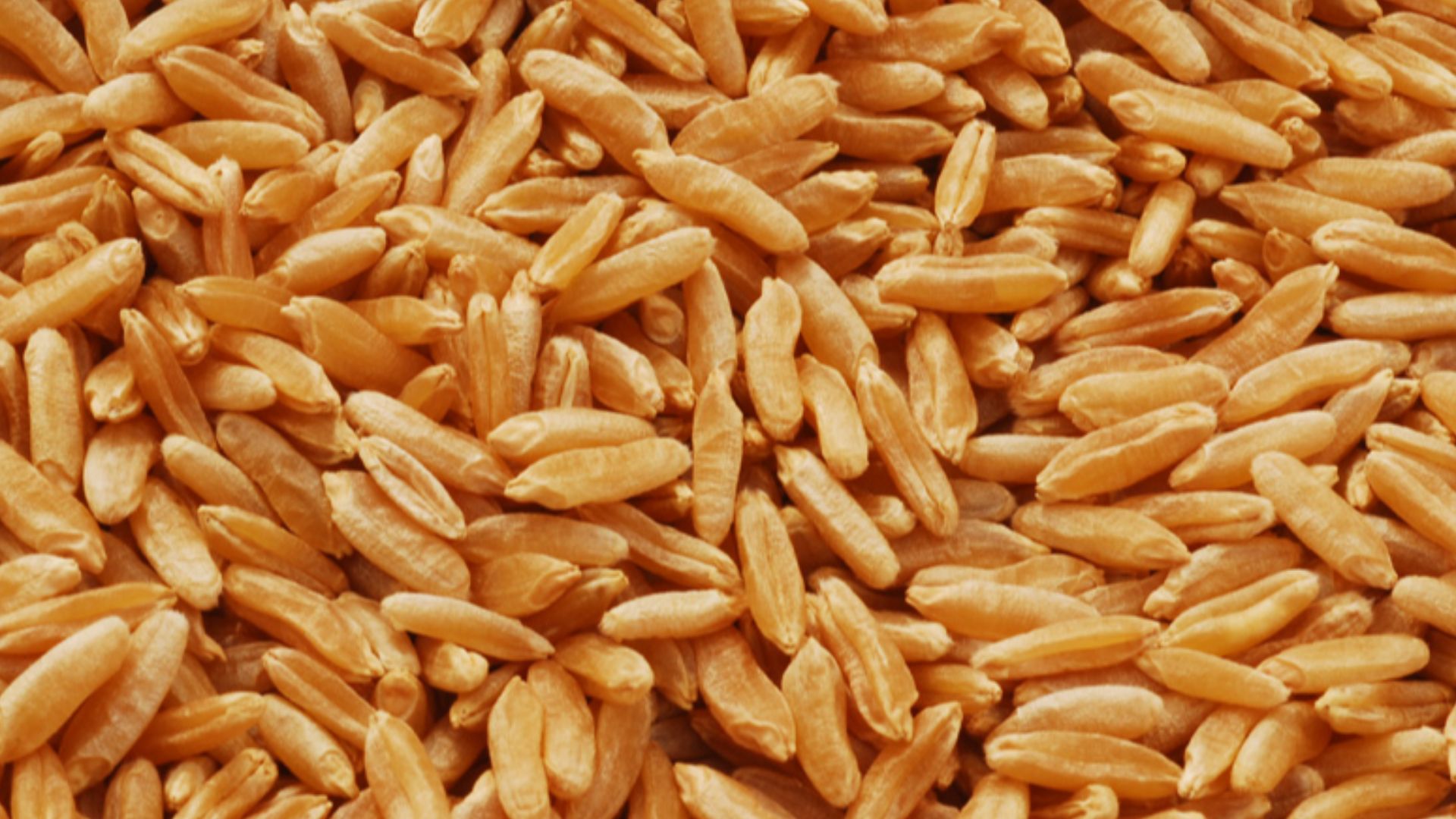 15. Kamut (blé khorasan, cuit)