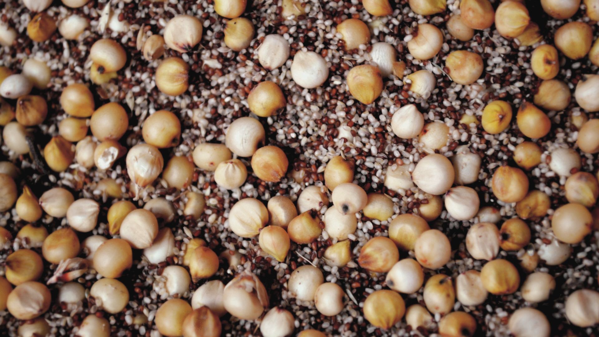 16. Teff (céréale cuite)