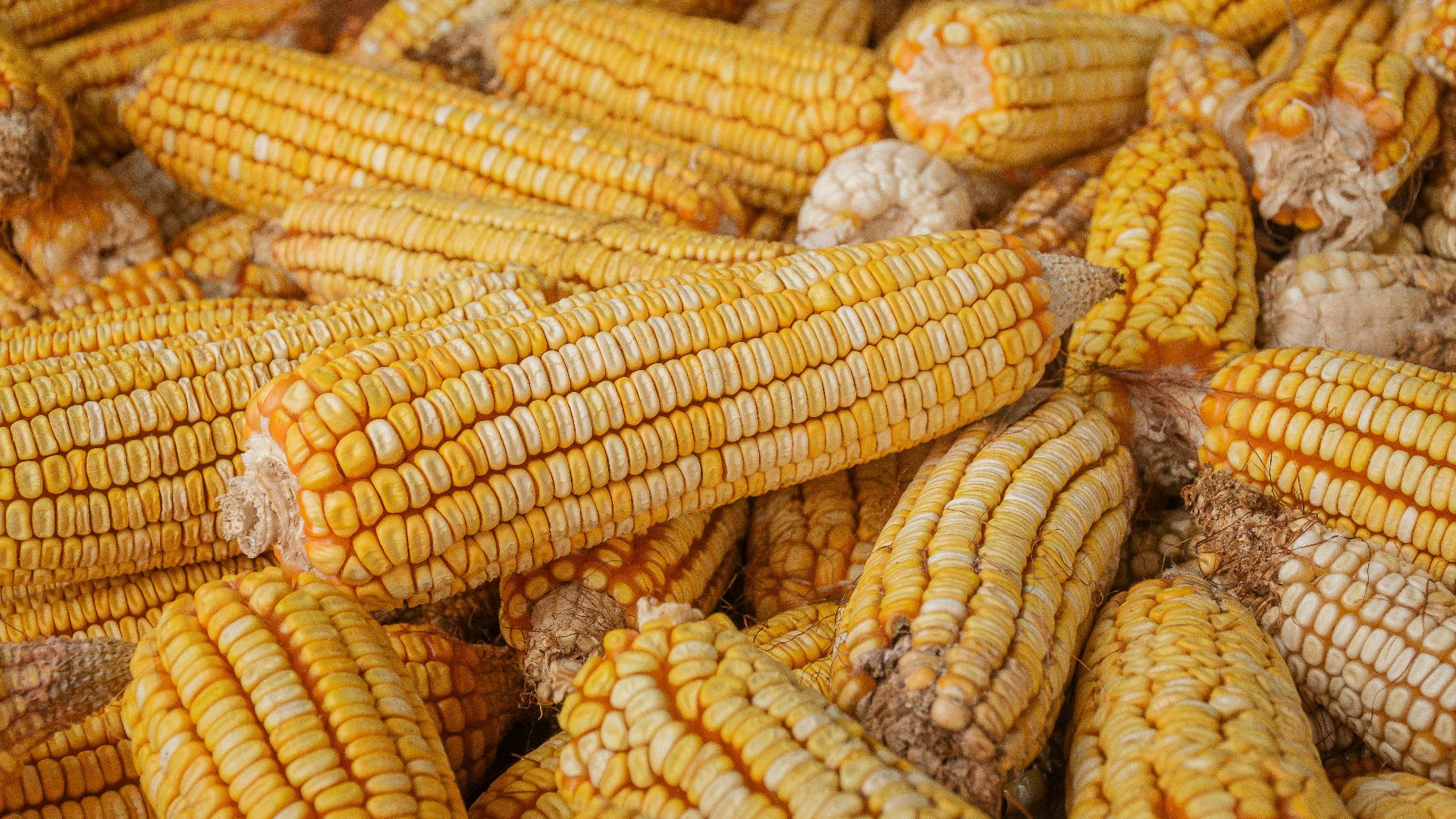 2. Comment le maïs est devenu sacré