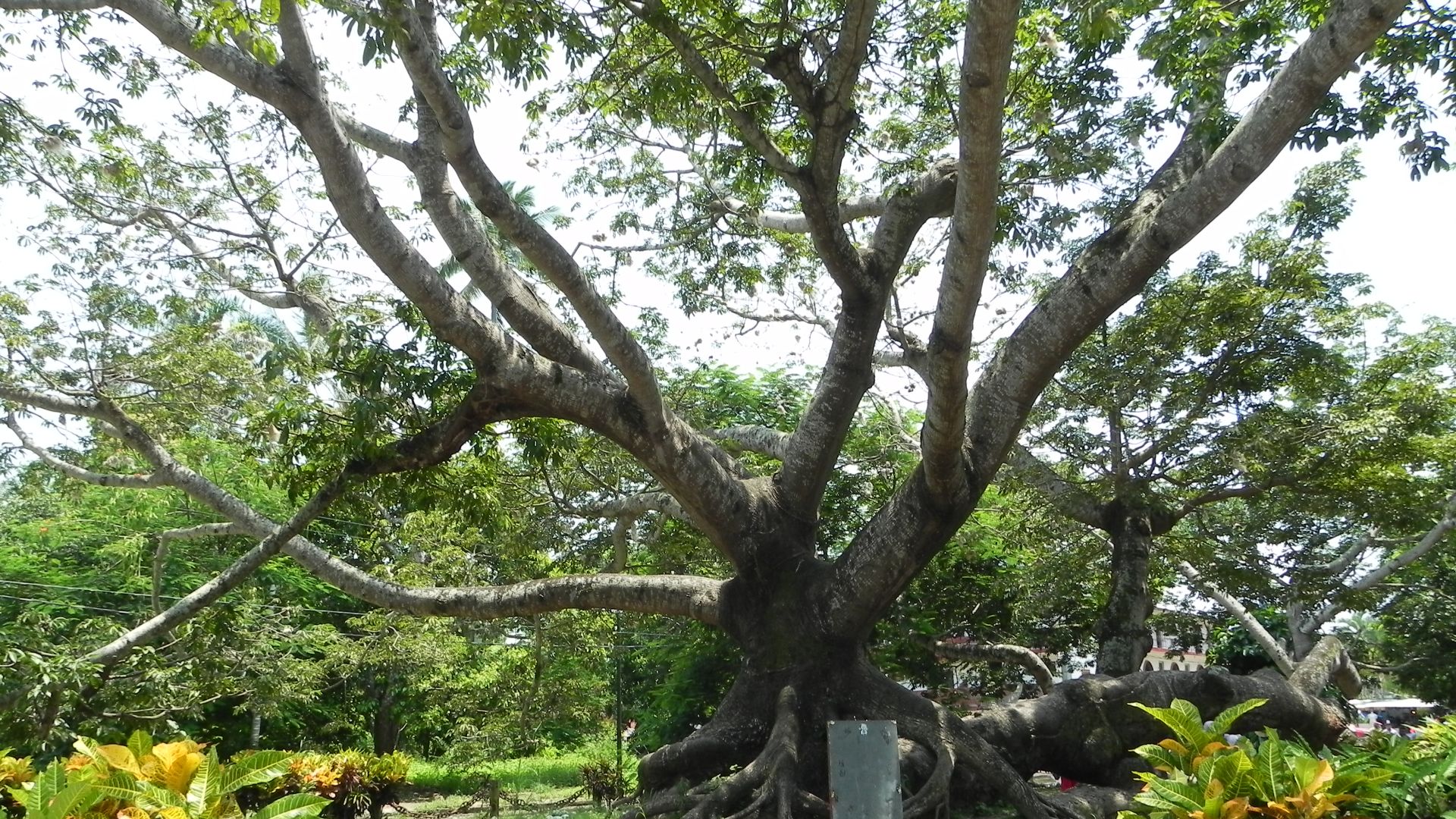 7. L'arbre Ceiba relie tous les mondes