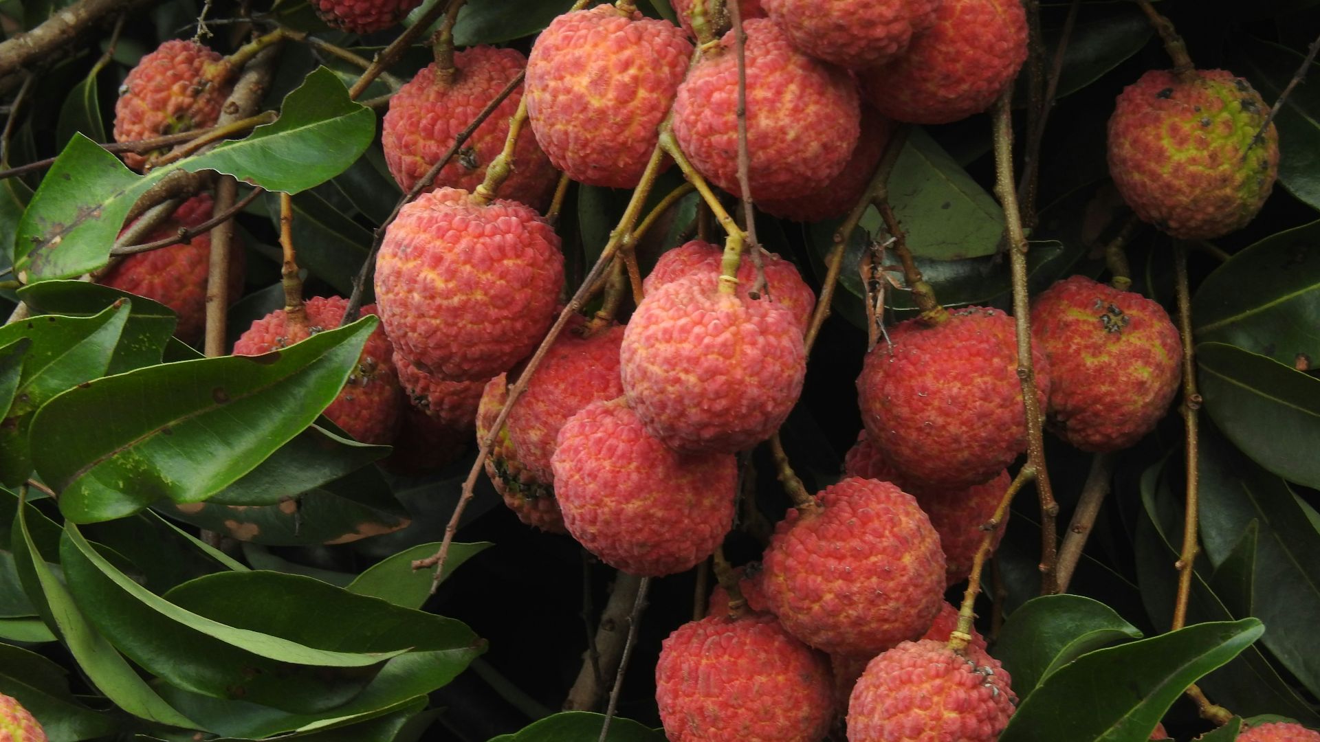 15. Litchi
