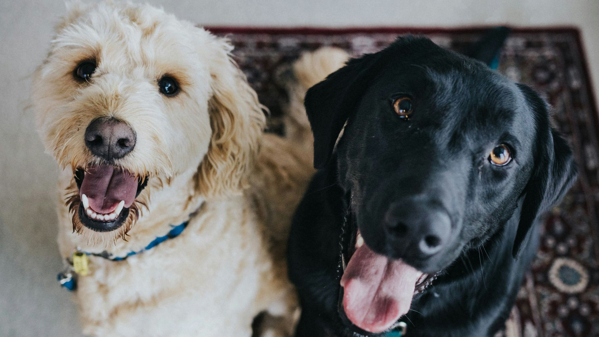 10. Avoir plus d'un animal de compagnie