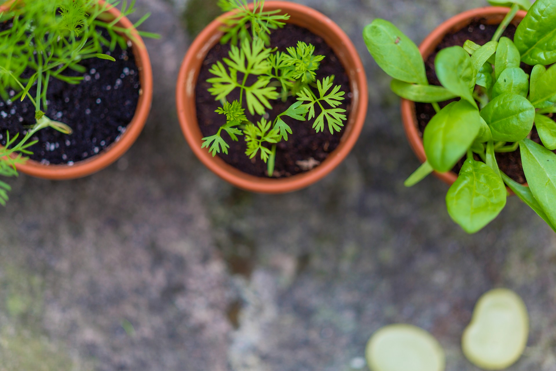 14. Grow your own herb garden