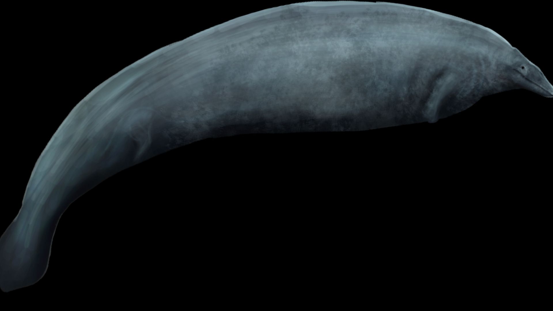 2. Perucetus Colossus