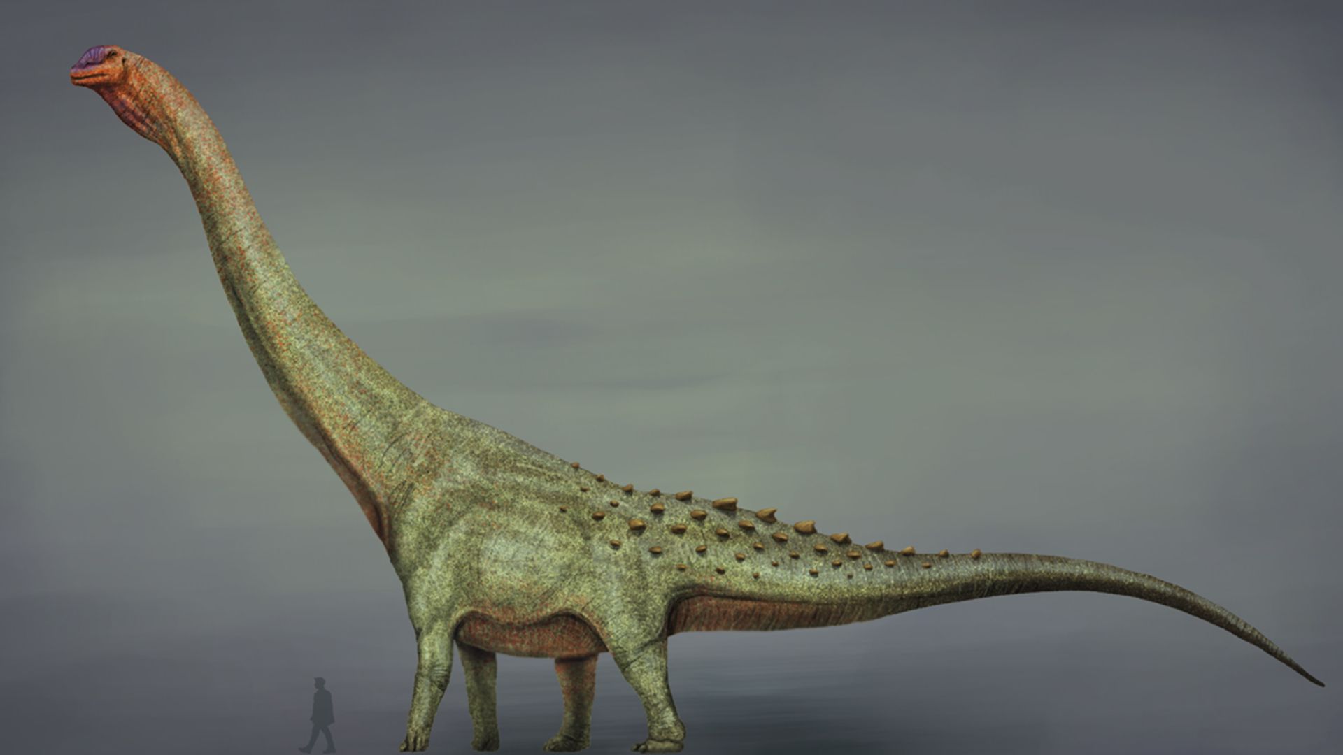 3. Patagotitan Mayorum