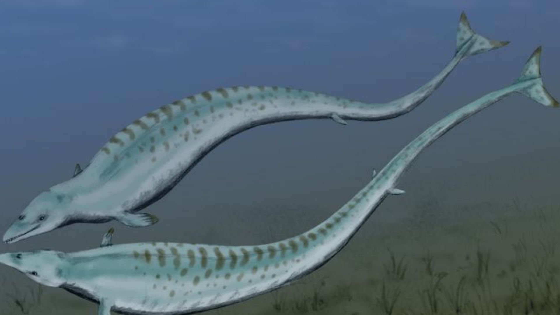11. Basilosaurus Cetoides