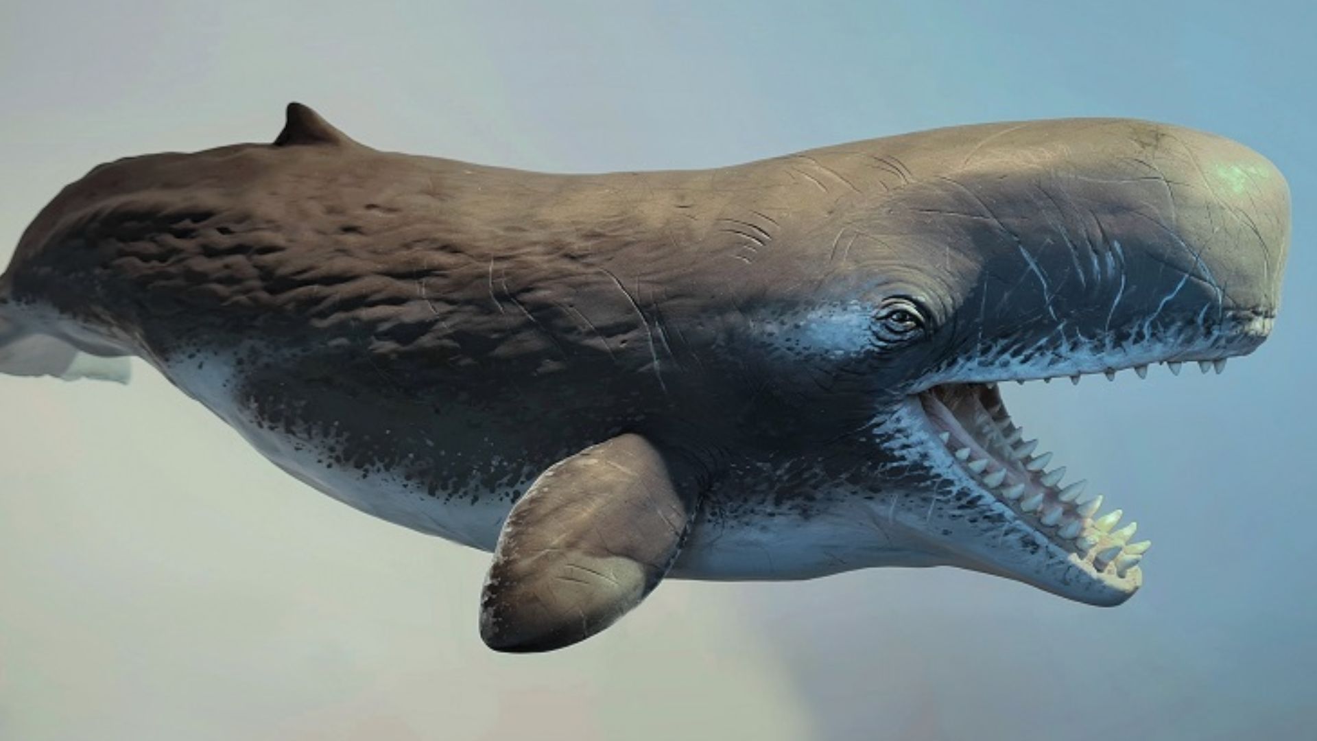 12. Livyatan Melvillei