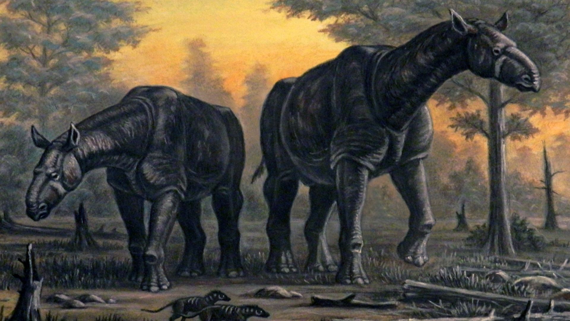 14. Paraceratherium Transouralicum