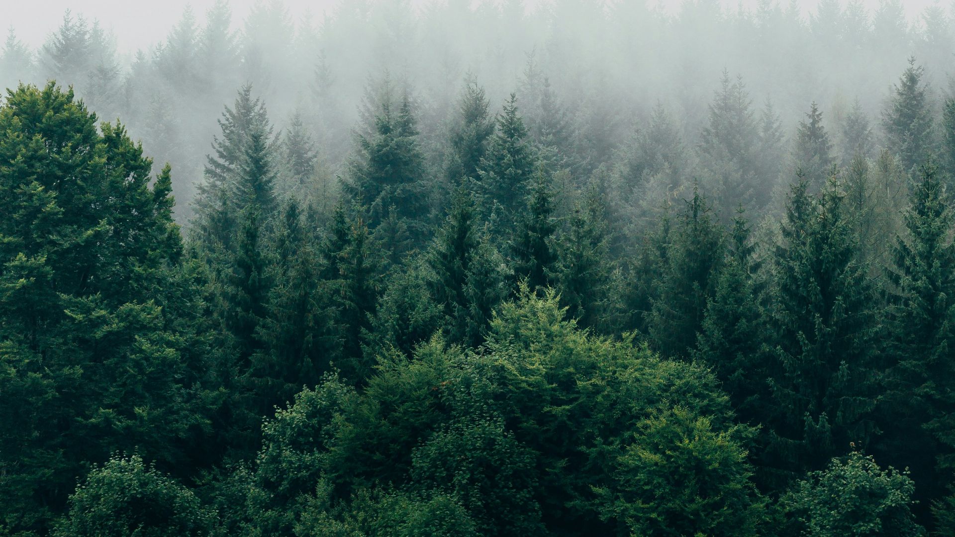 5. Embuscade dans la forêt de Teutoburg