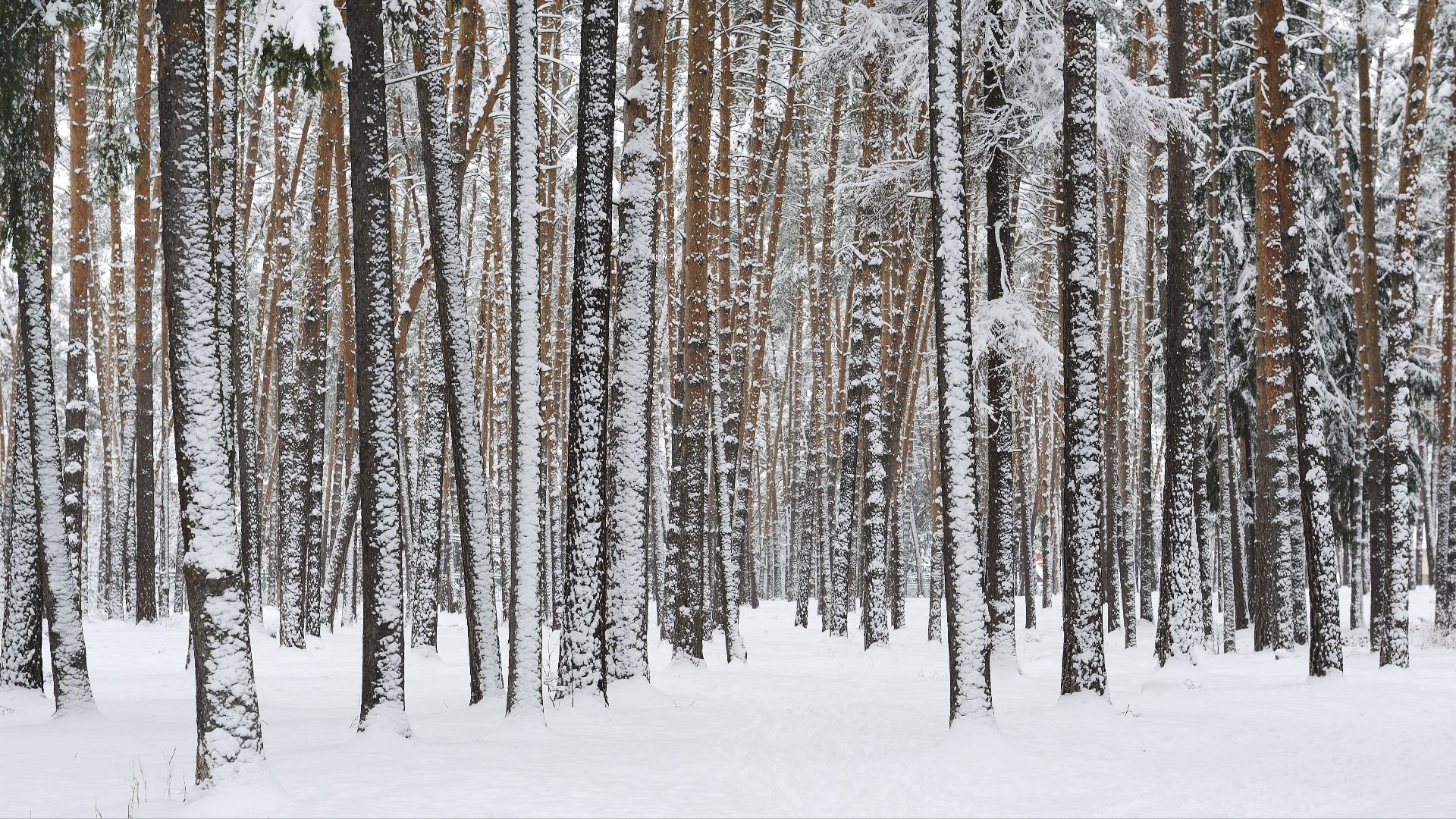 1. Assiéger l'hiver russe
