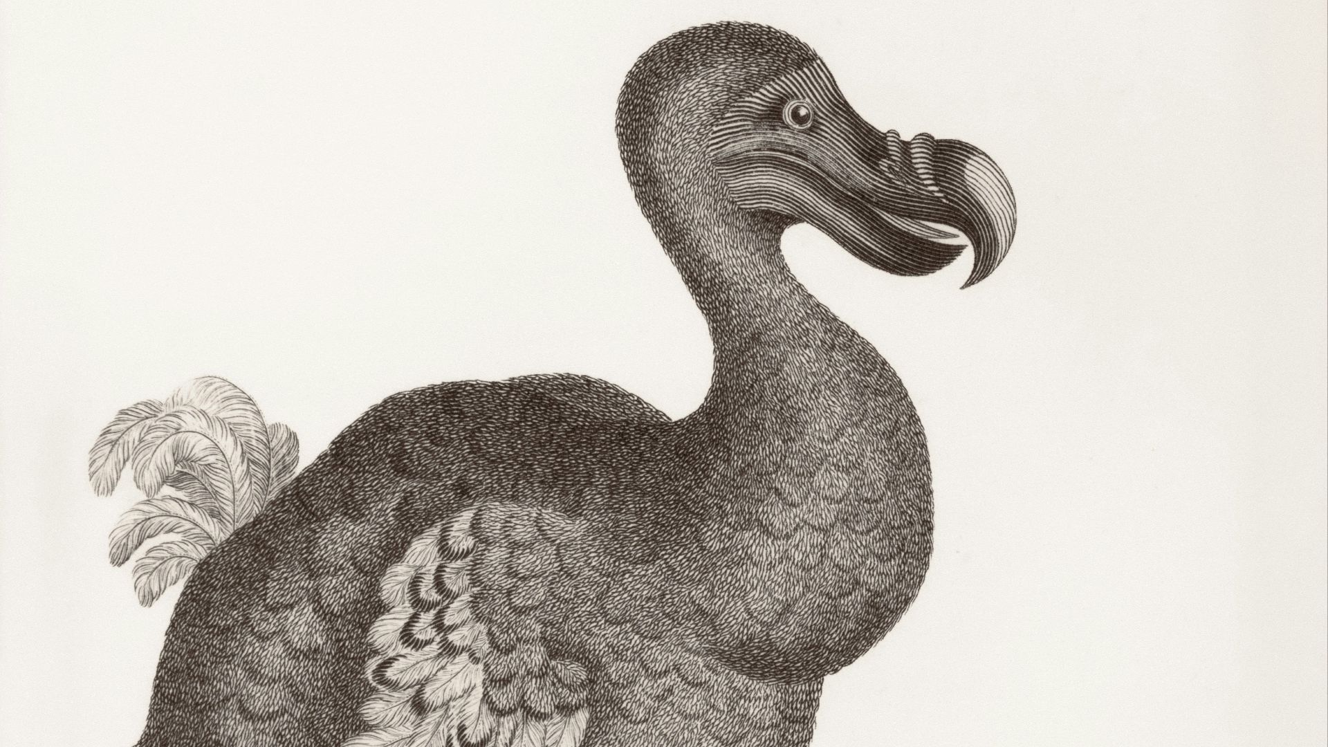 1. Le dodo