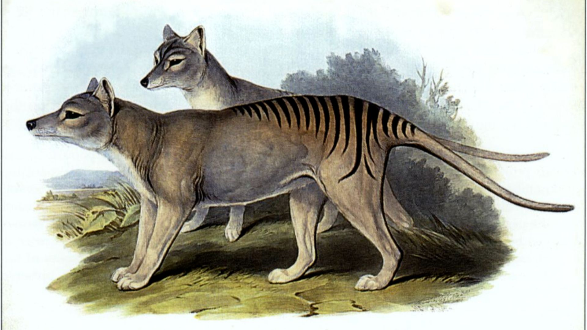 3. Le thylacine