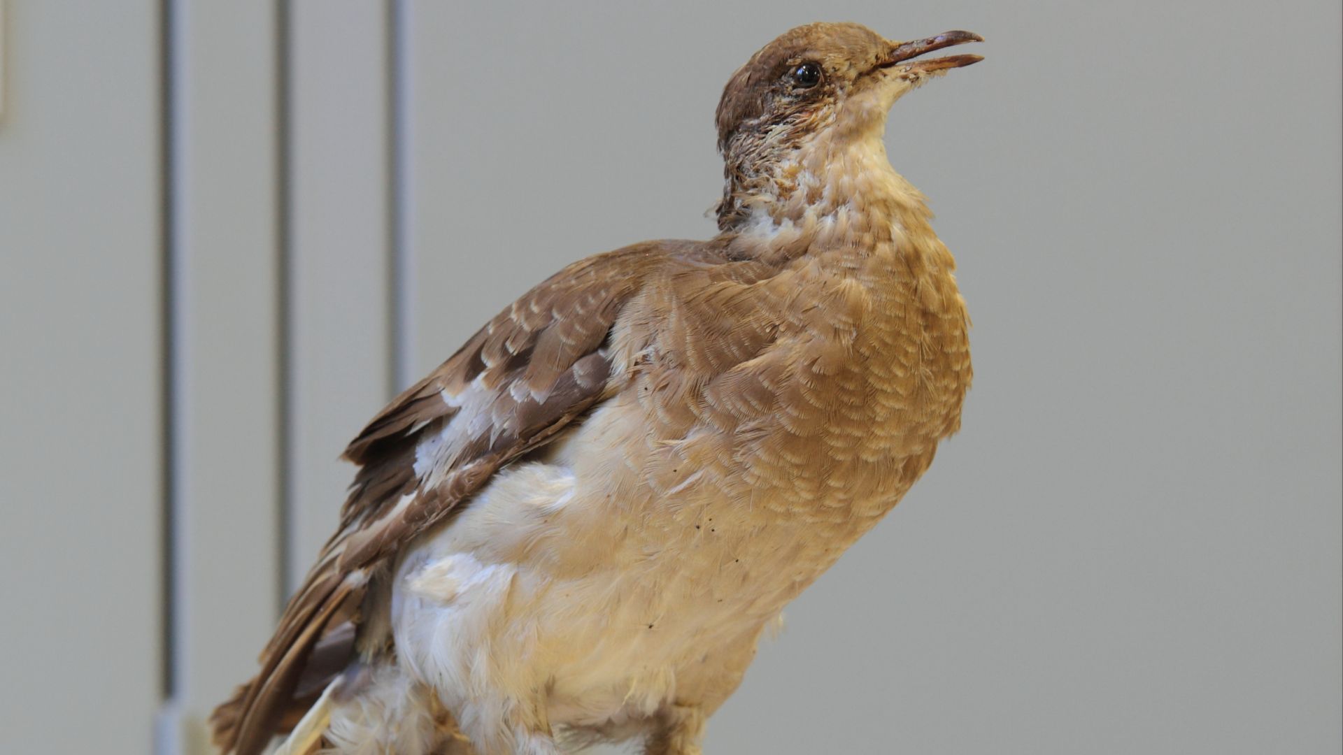 2. Le pigeon migrateur