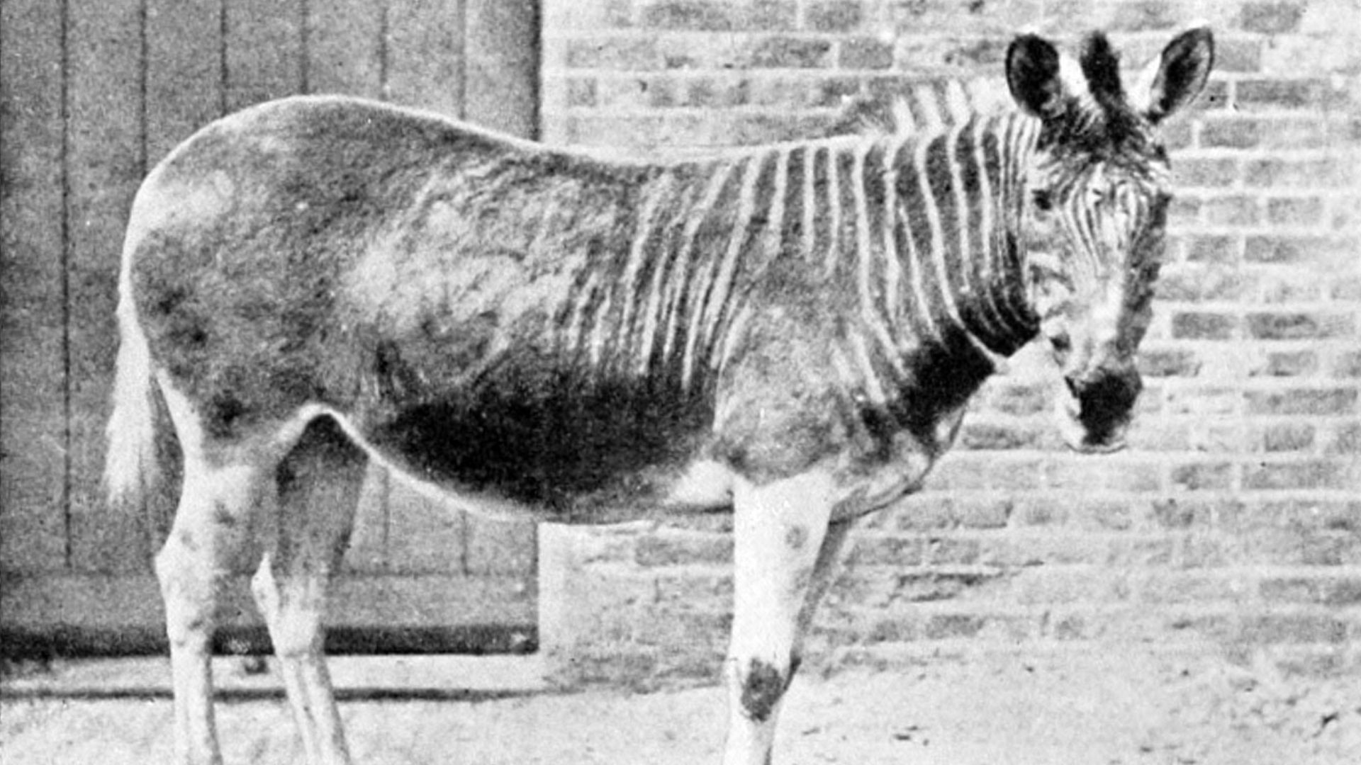 5. Quagga