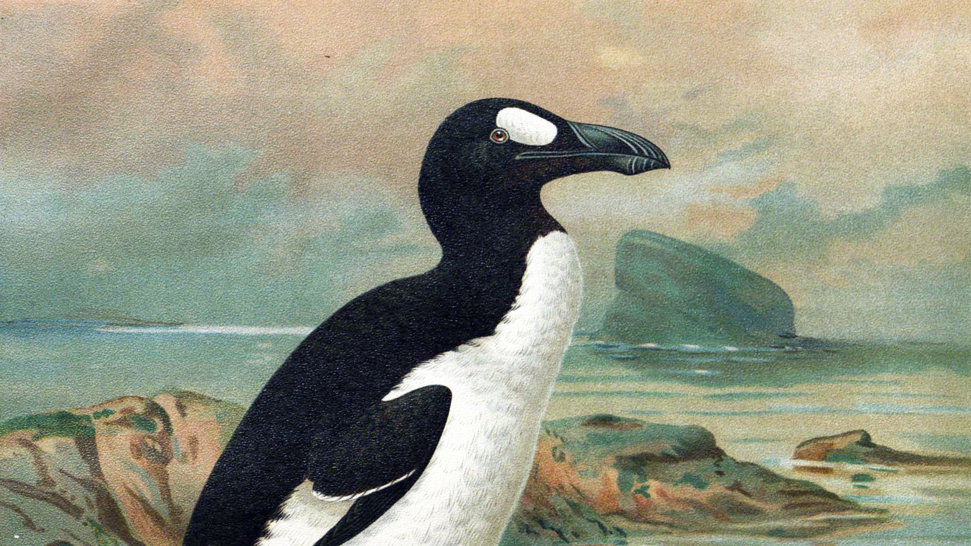 4. Le grand pingouin