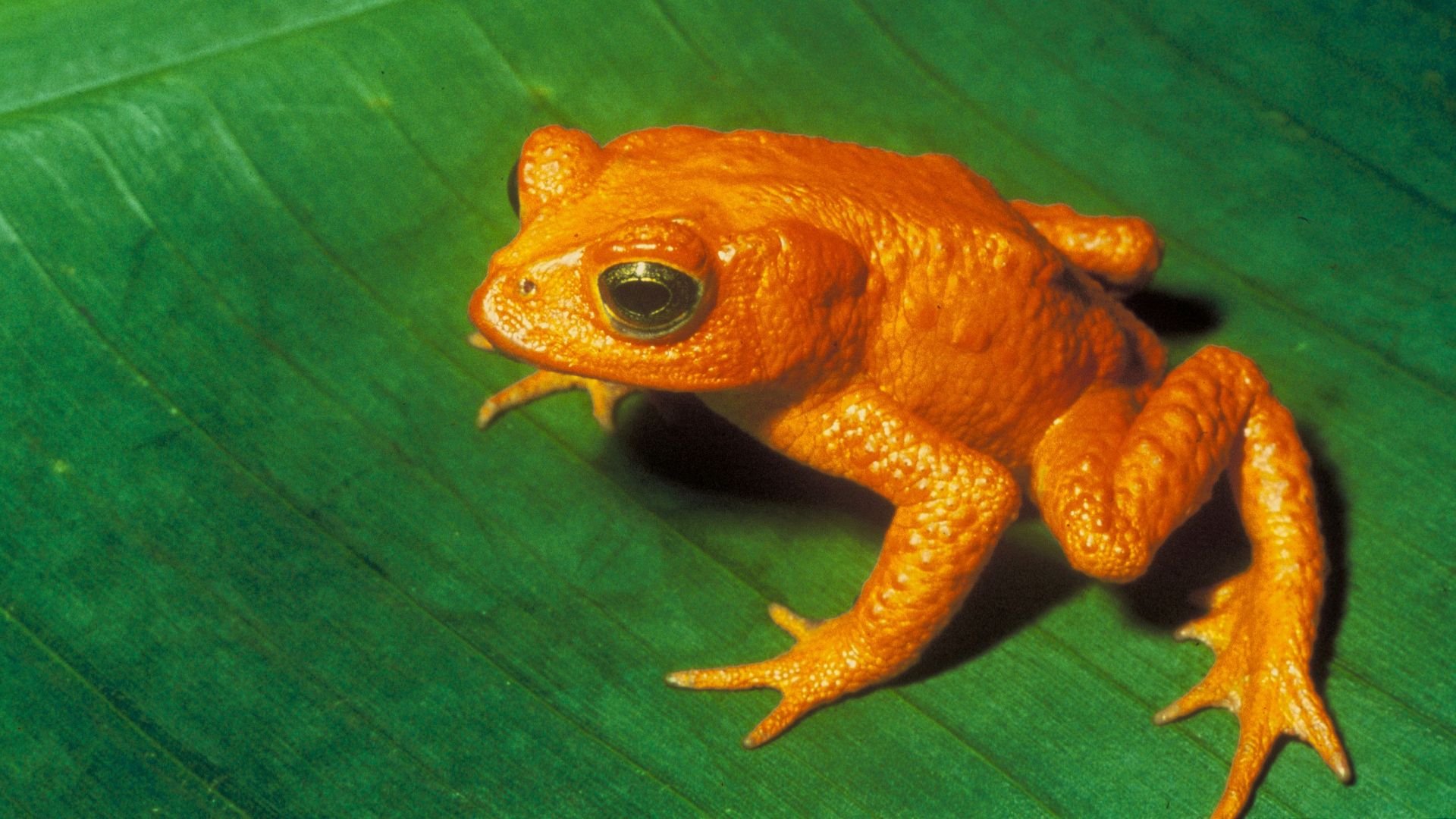 9. Le crapaud doré