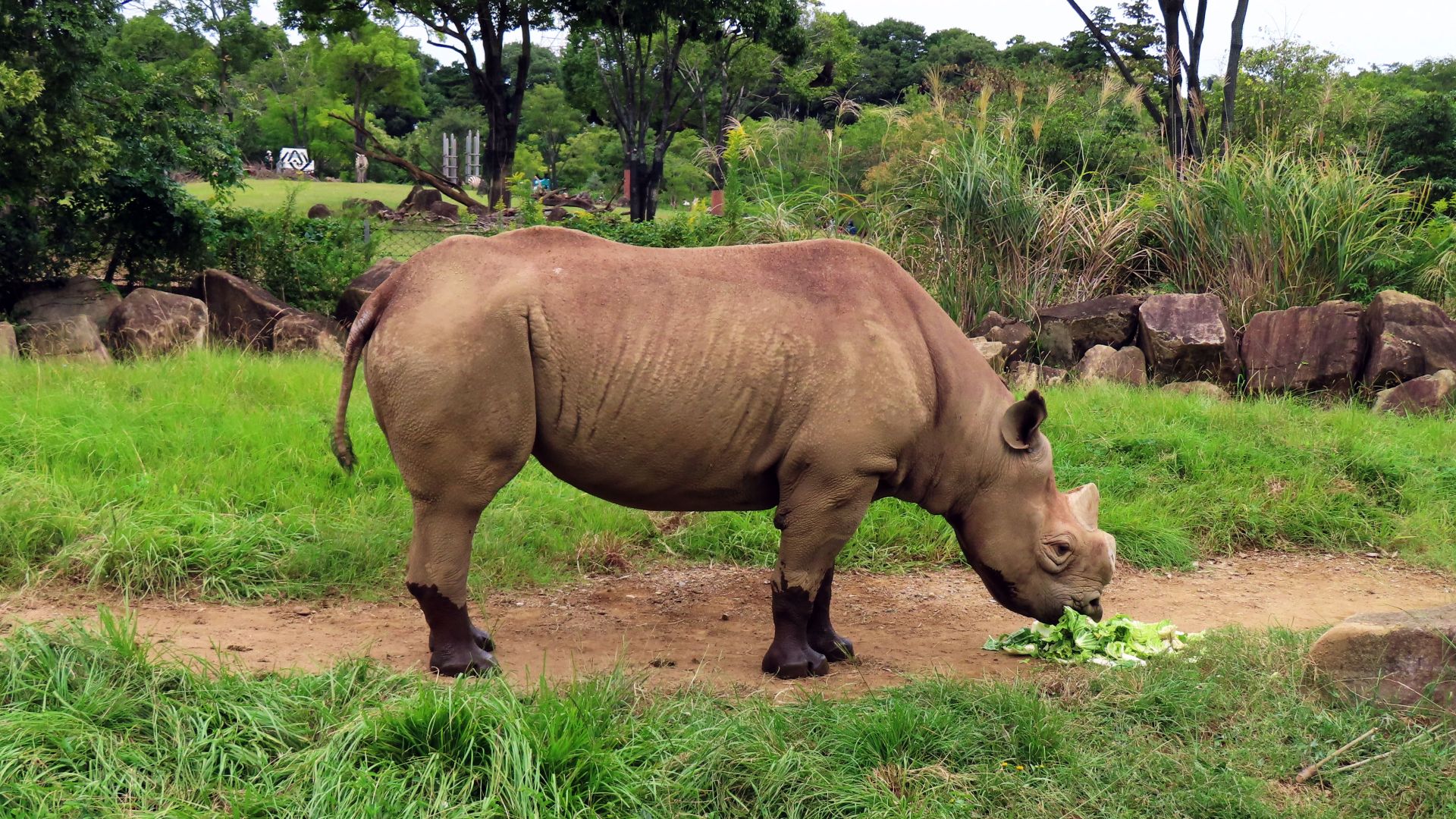 10. Rhinocéros noir occidental