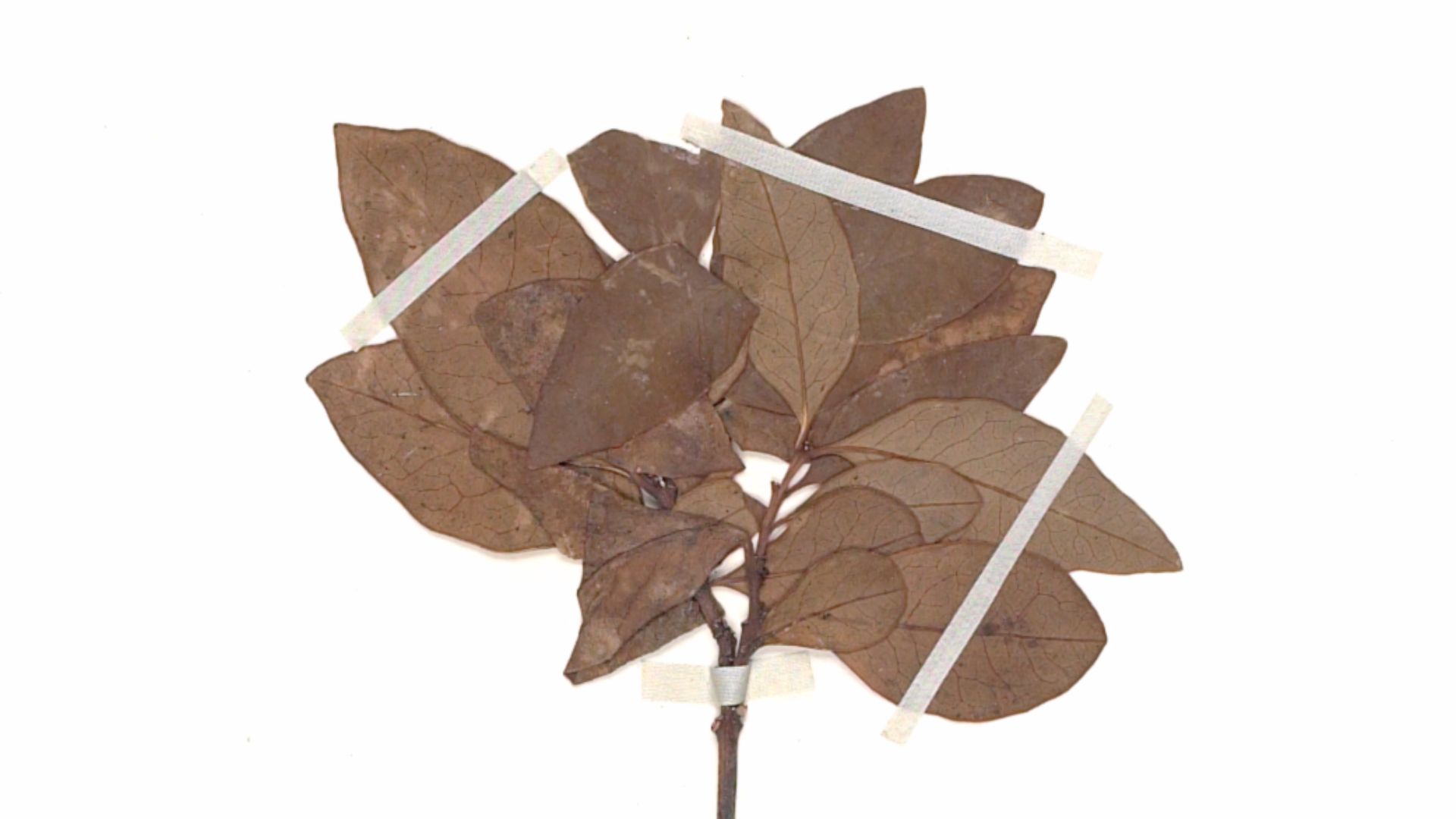 12. Le bois de santal chilien