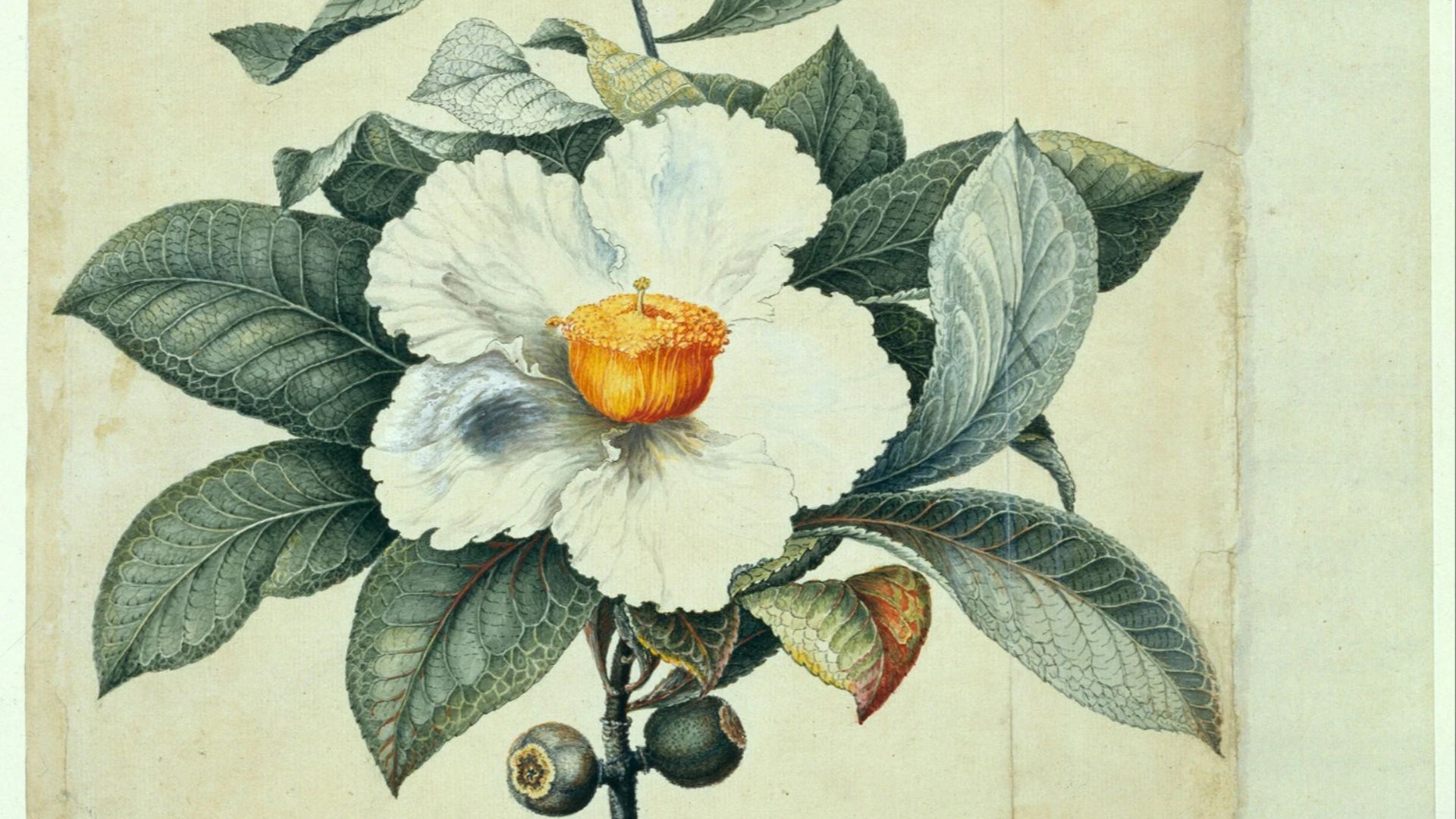17. L'arbre de Franklin