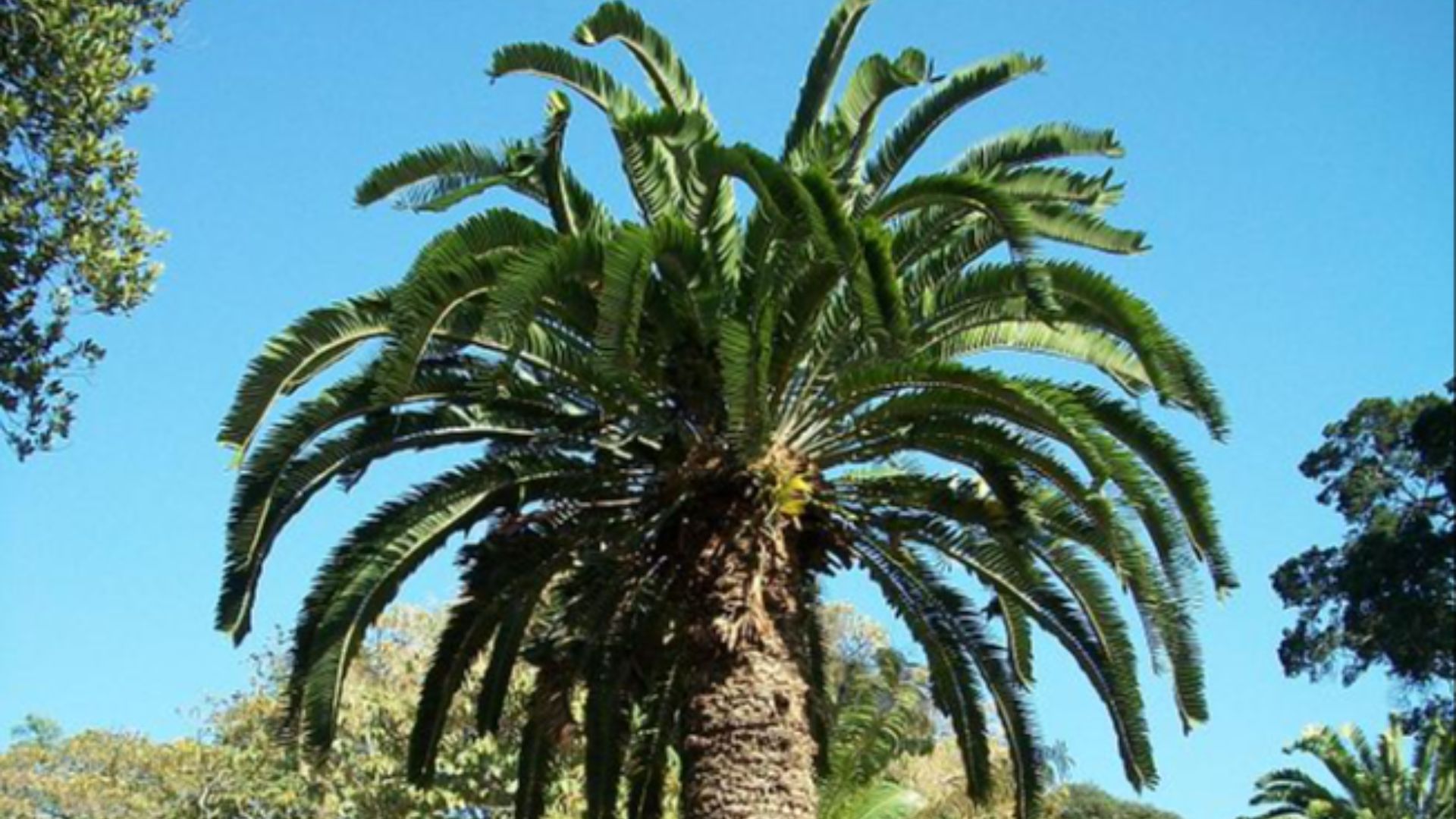 16. Le cycad de Wood