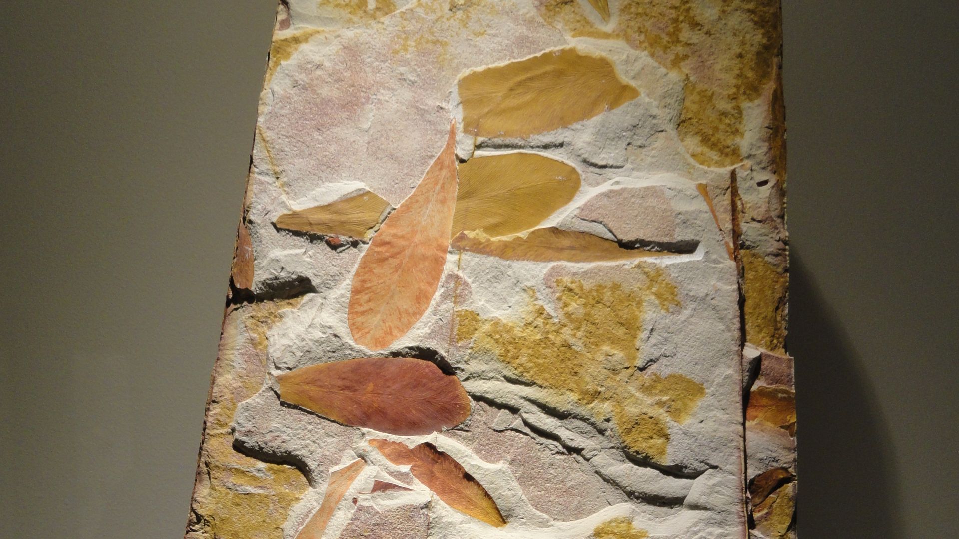 19. Glossopteris