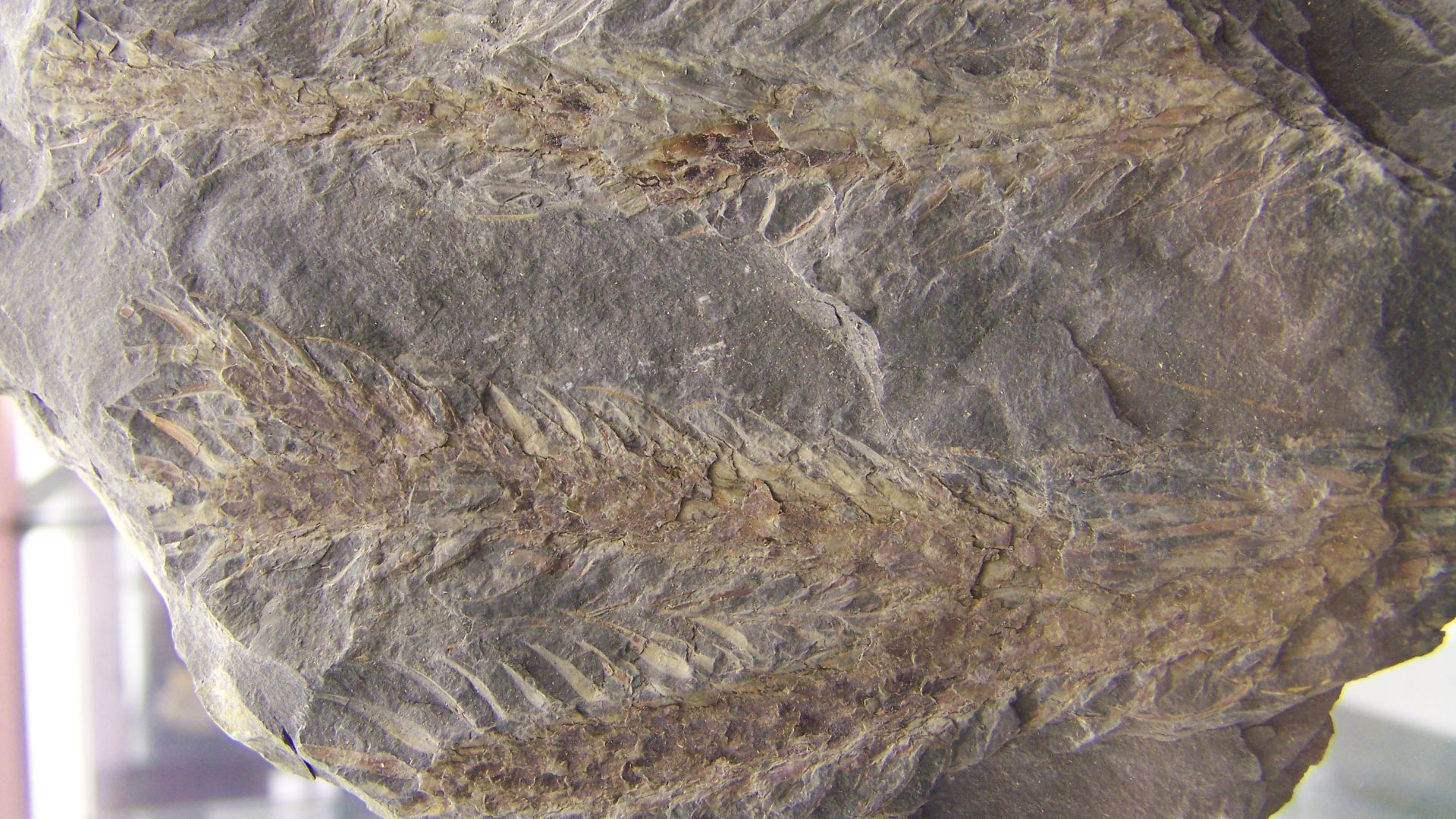 18. Lepidodendron