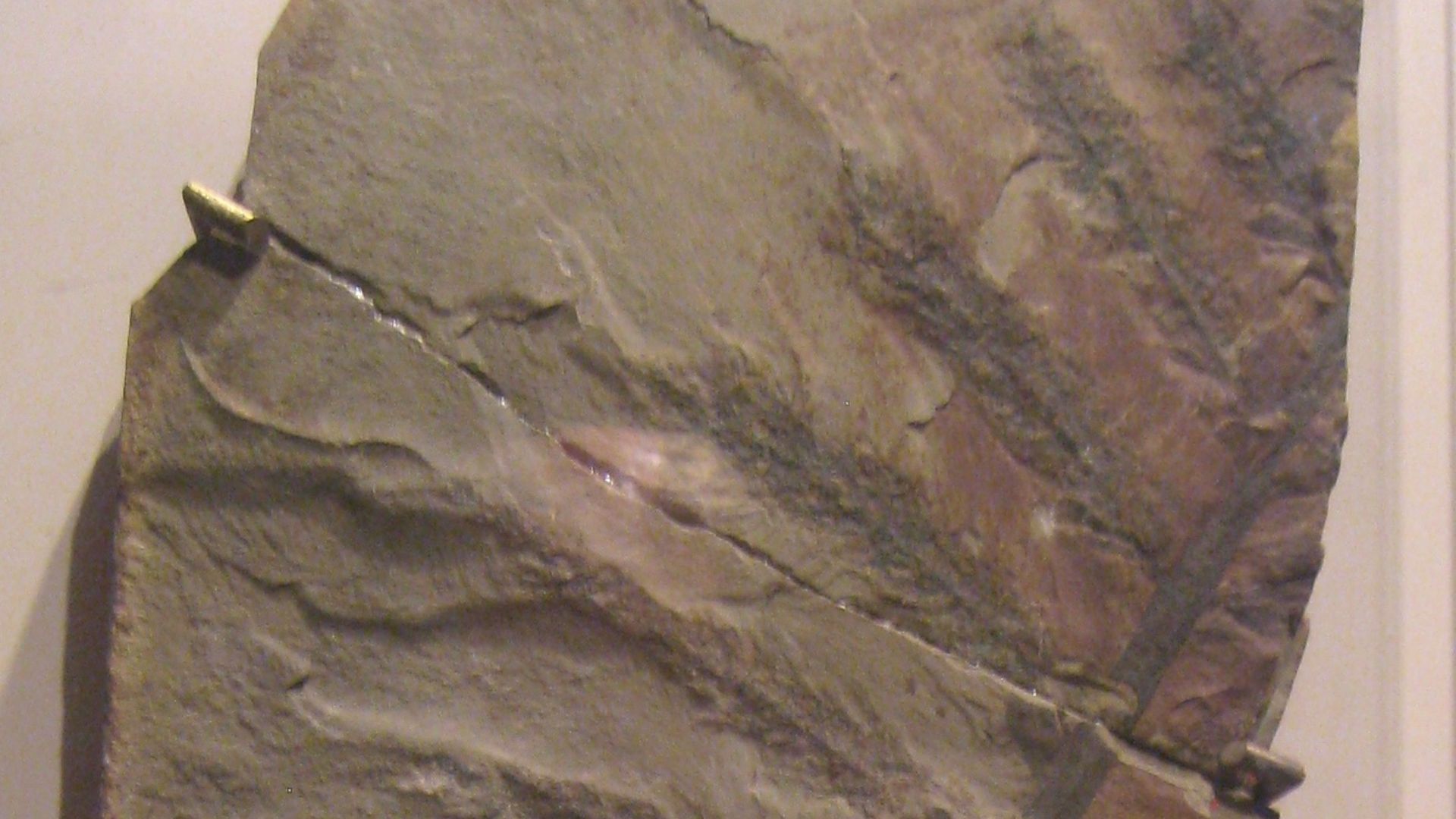 20. Archaeopteris