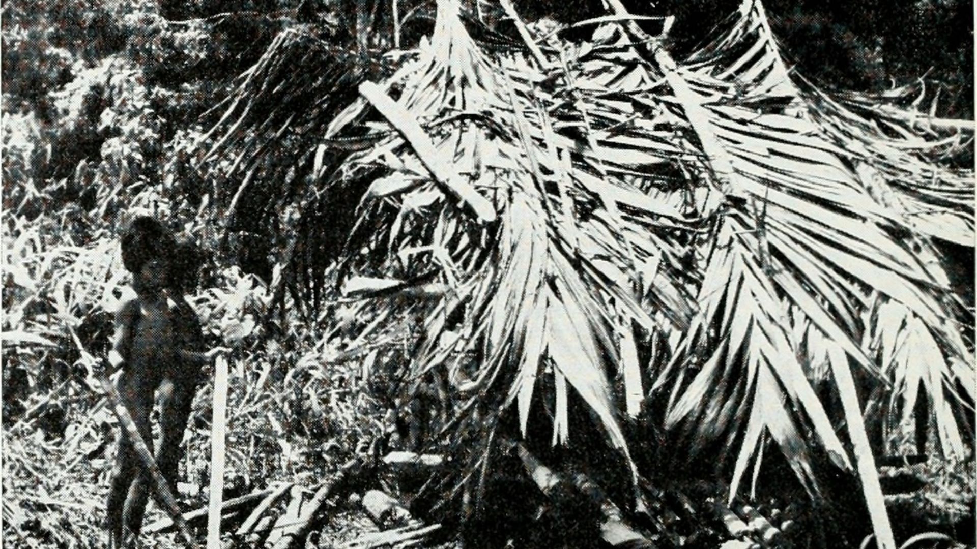 14. L'histoire de la « tribu de l'âge de pierre » Tasaday