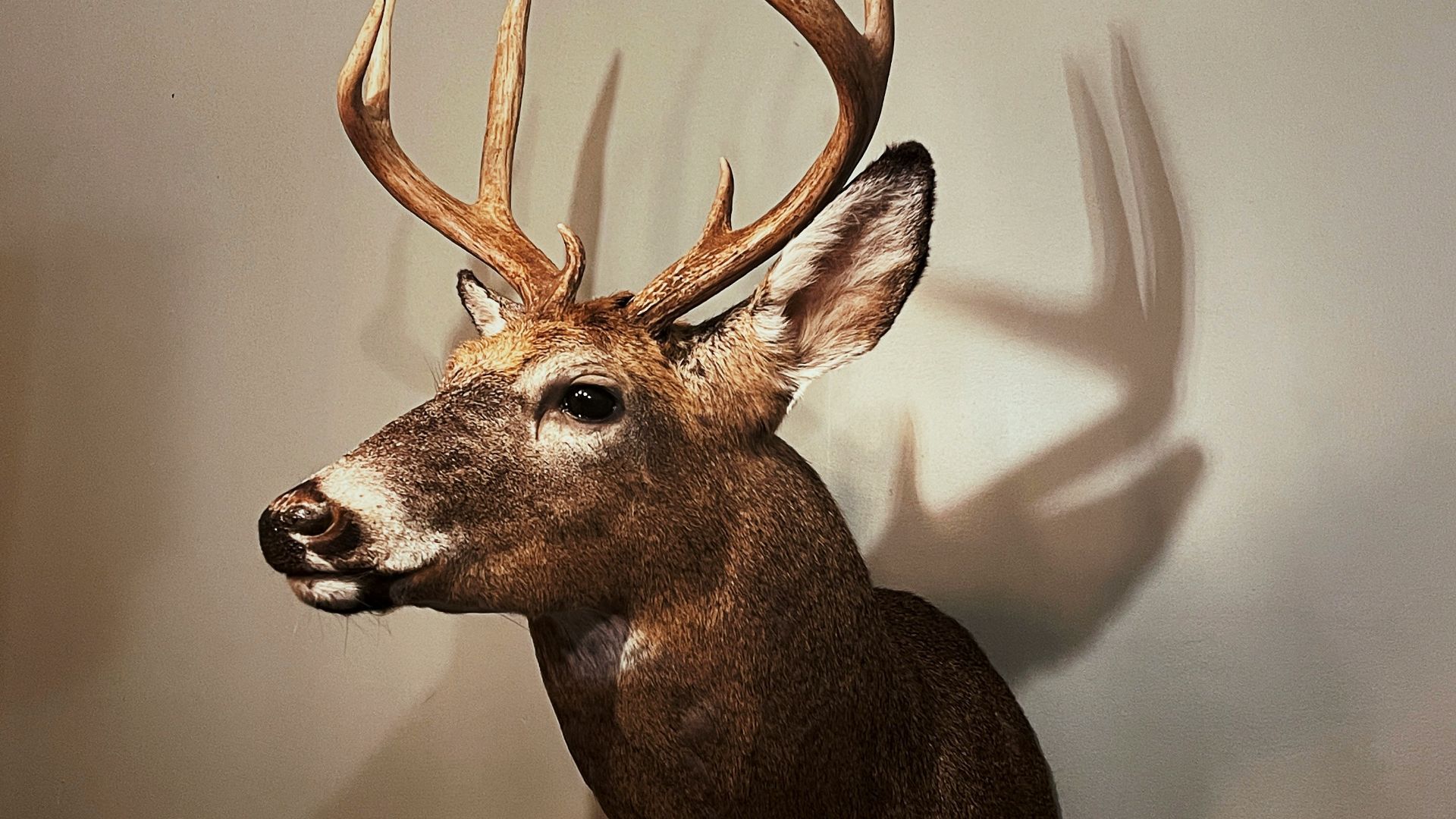 10. Taxidermie