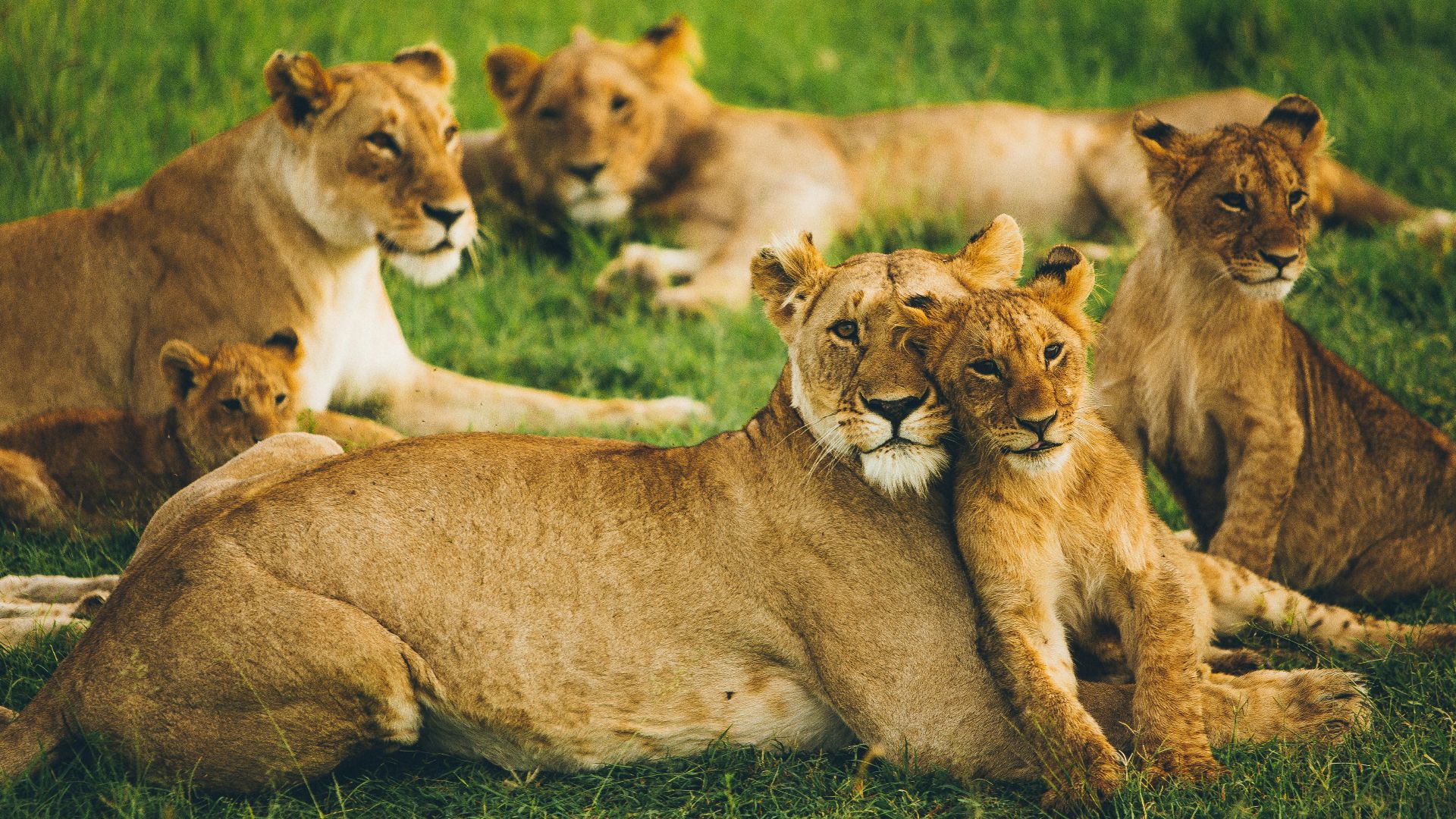 1. La Tour de Londres lave les lions Invitation