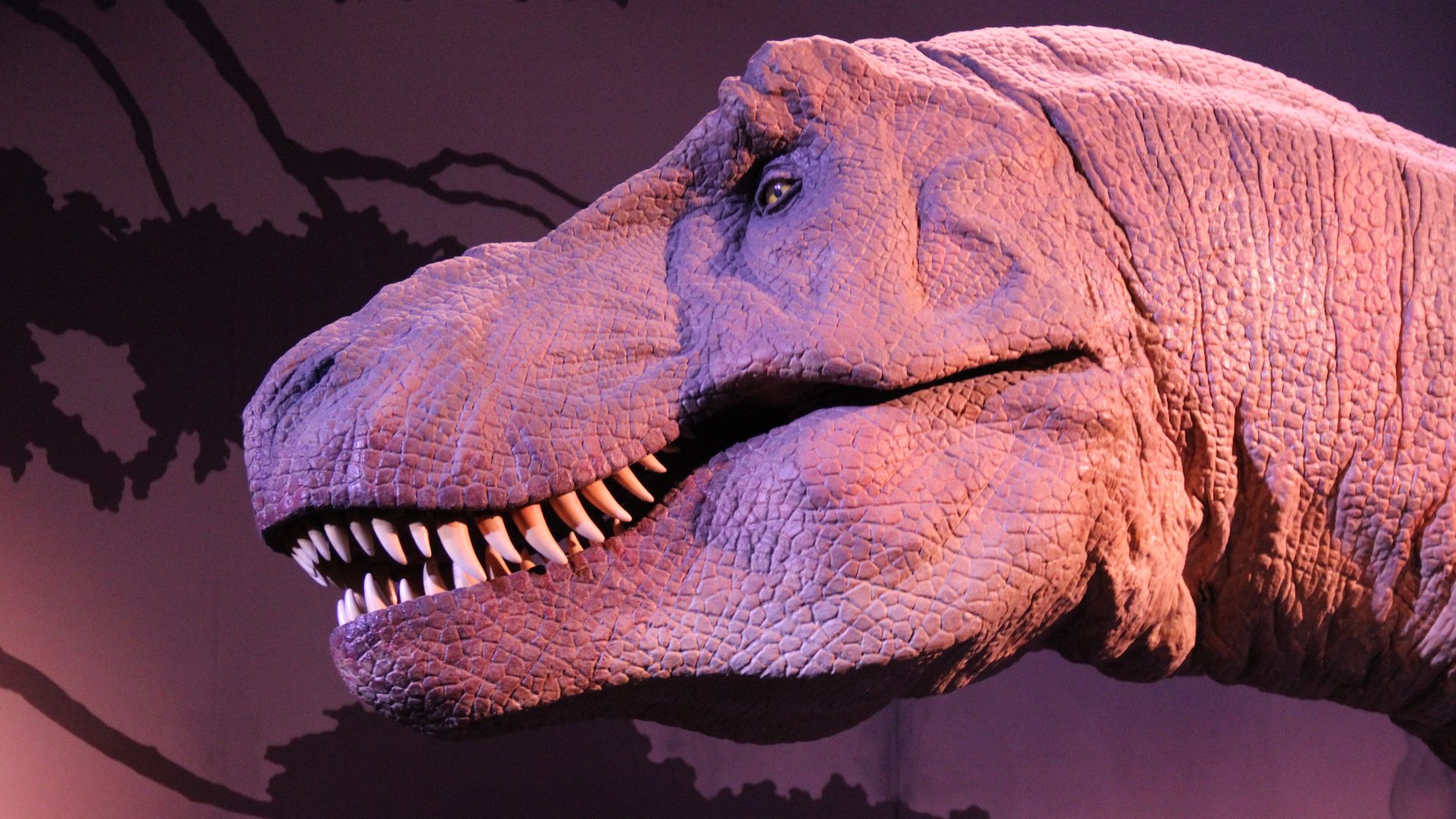 19. Des muscles massifs ancrés dans la mâchoire