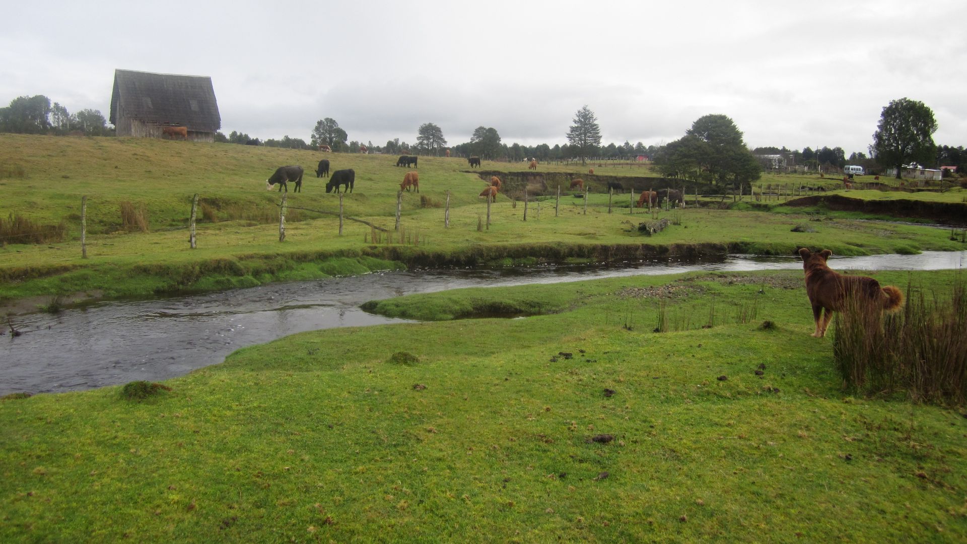13. Peuplement de Monte Verde