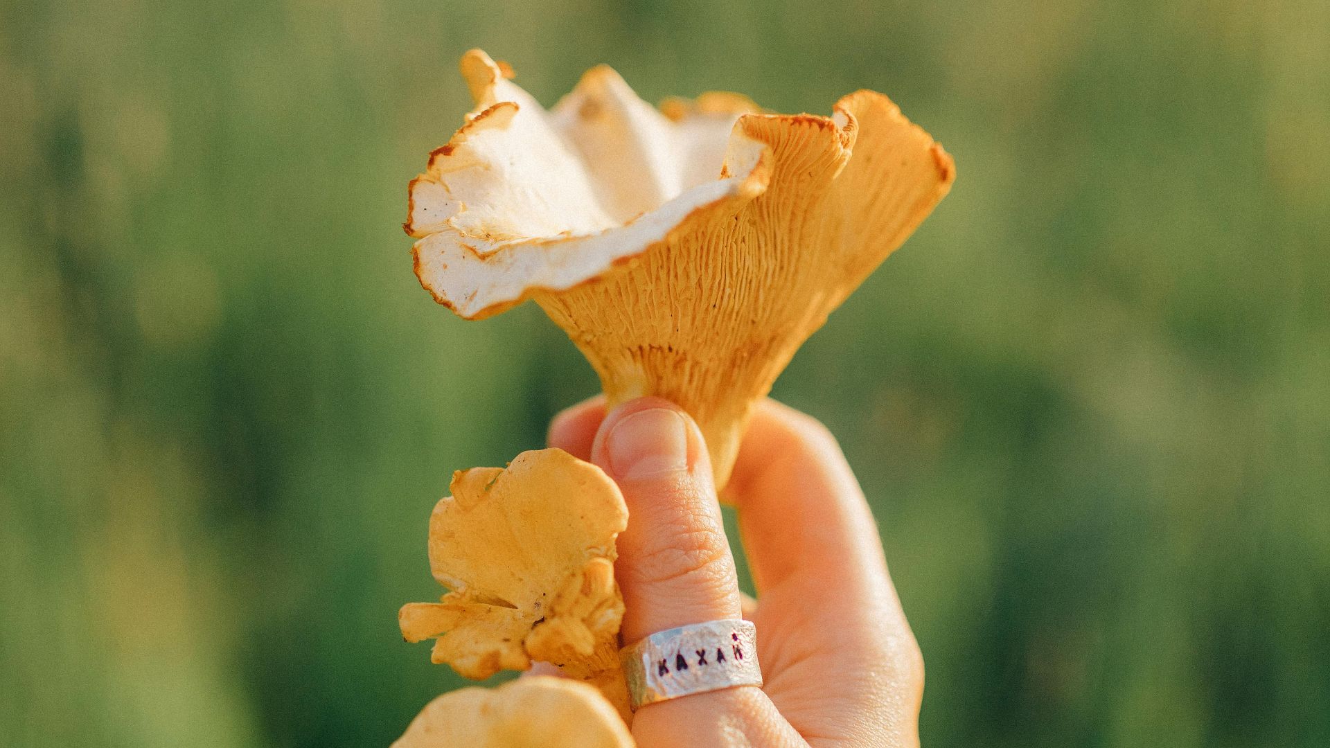 12. Mycophobie : peur des champignons