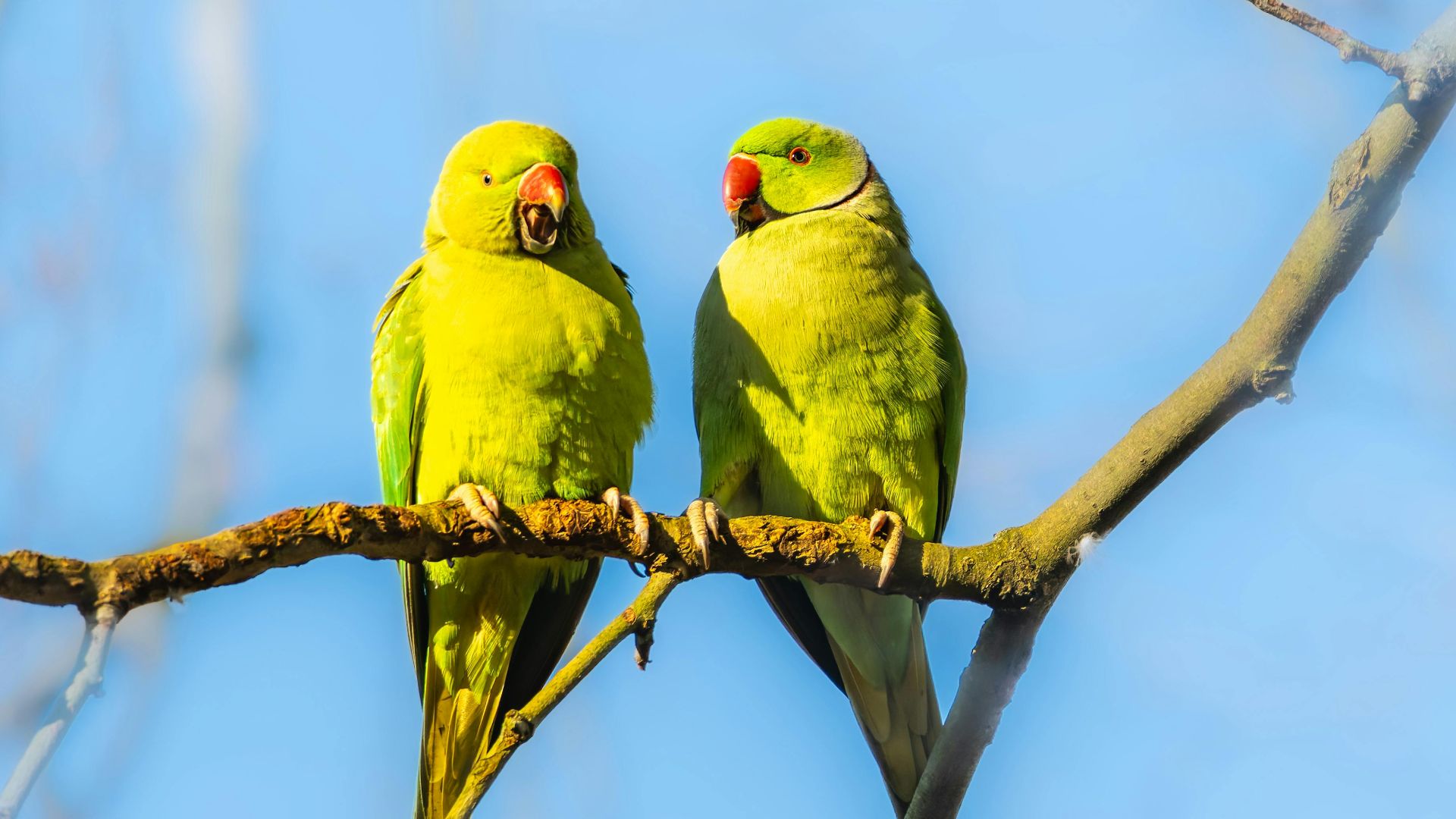 1. Les oiseaux qui s'accouplent