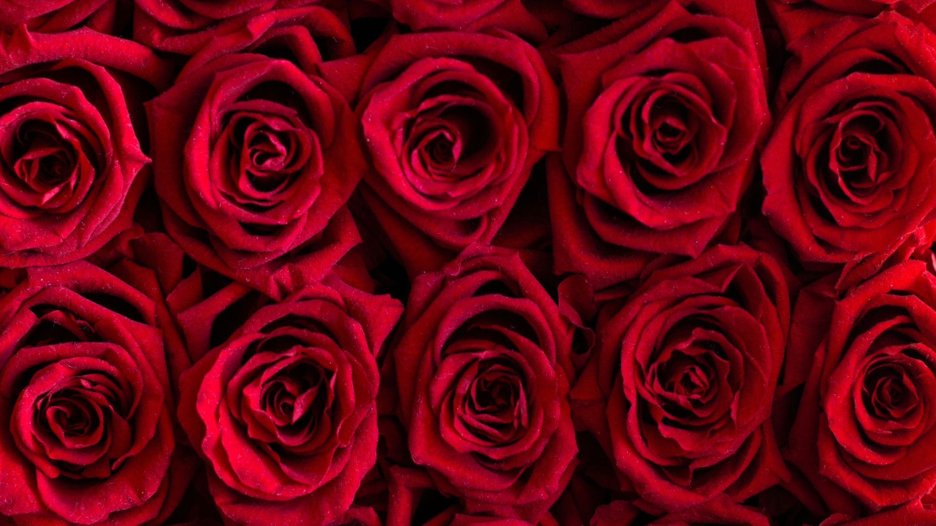 12. Les roses rouges comme signe